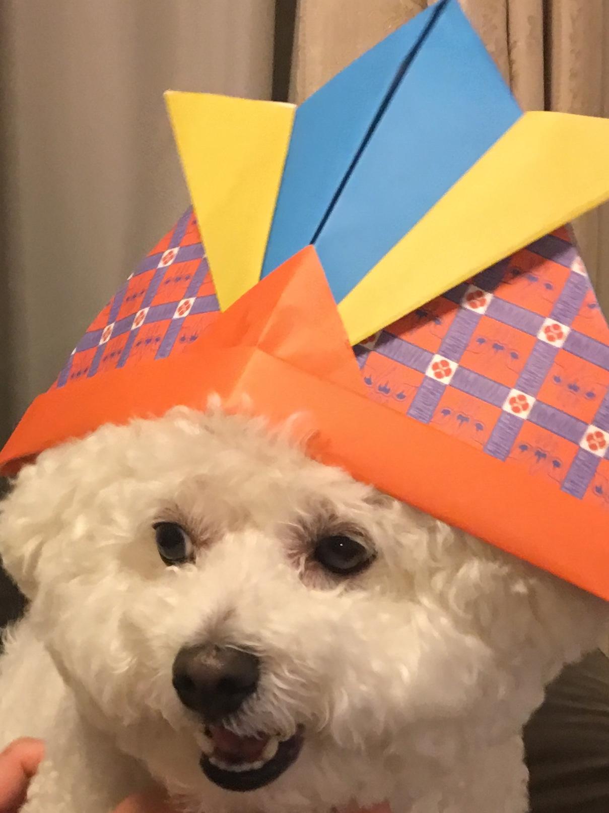 わんにゃんサイトの犬の写真