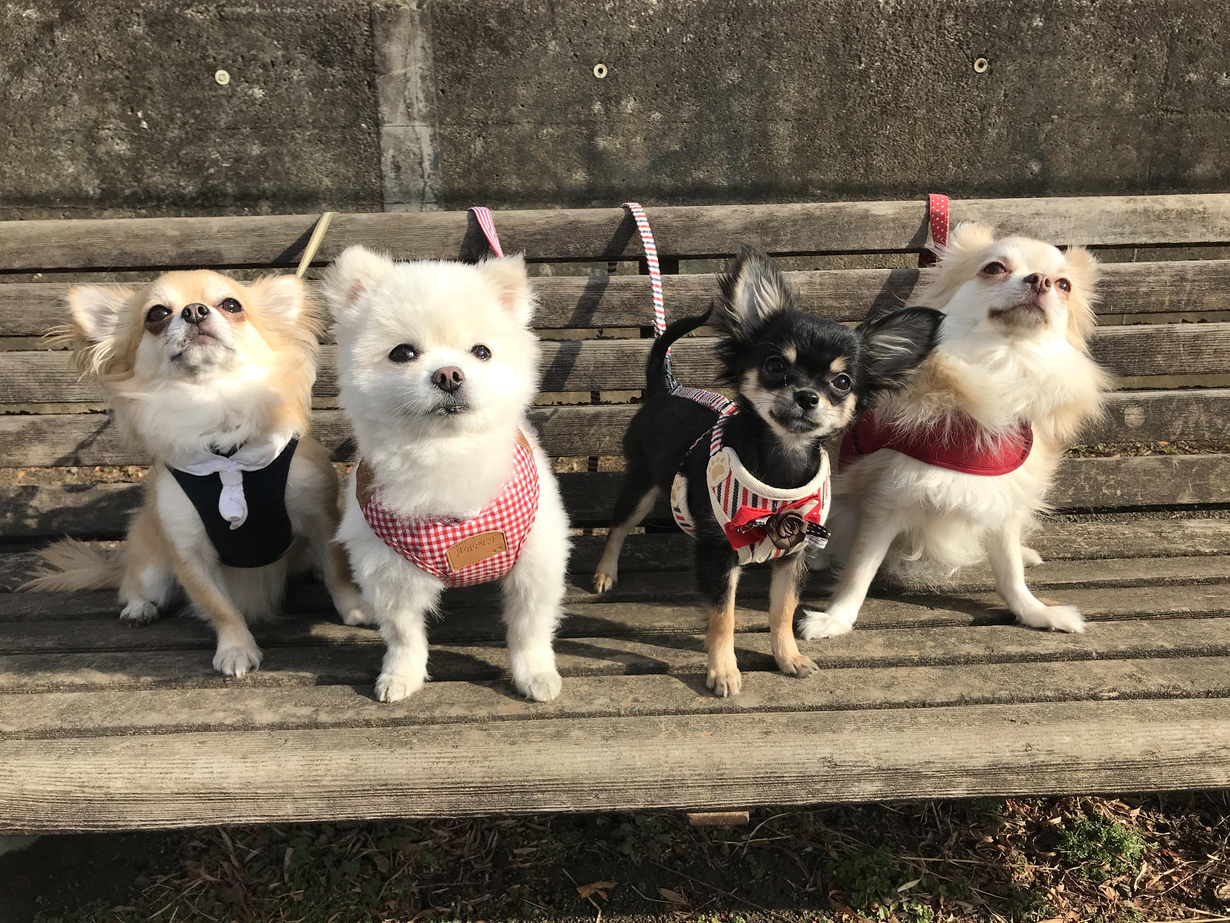 わんにゃんサイトの犬の写真