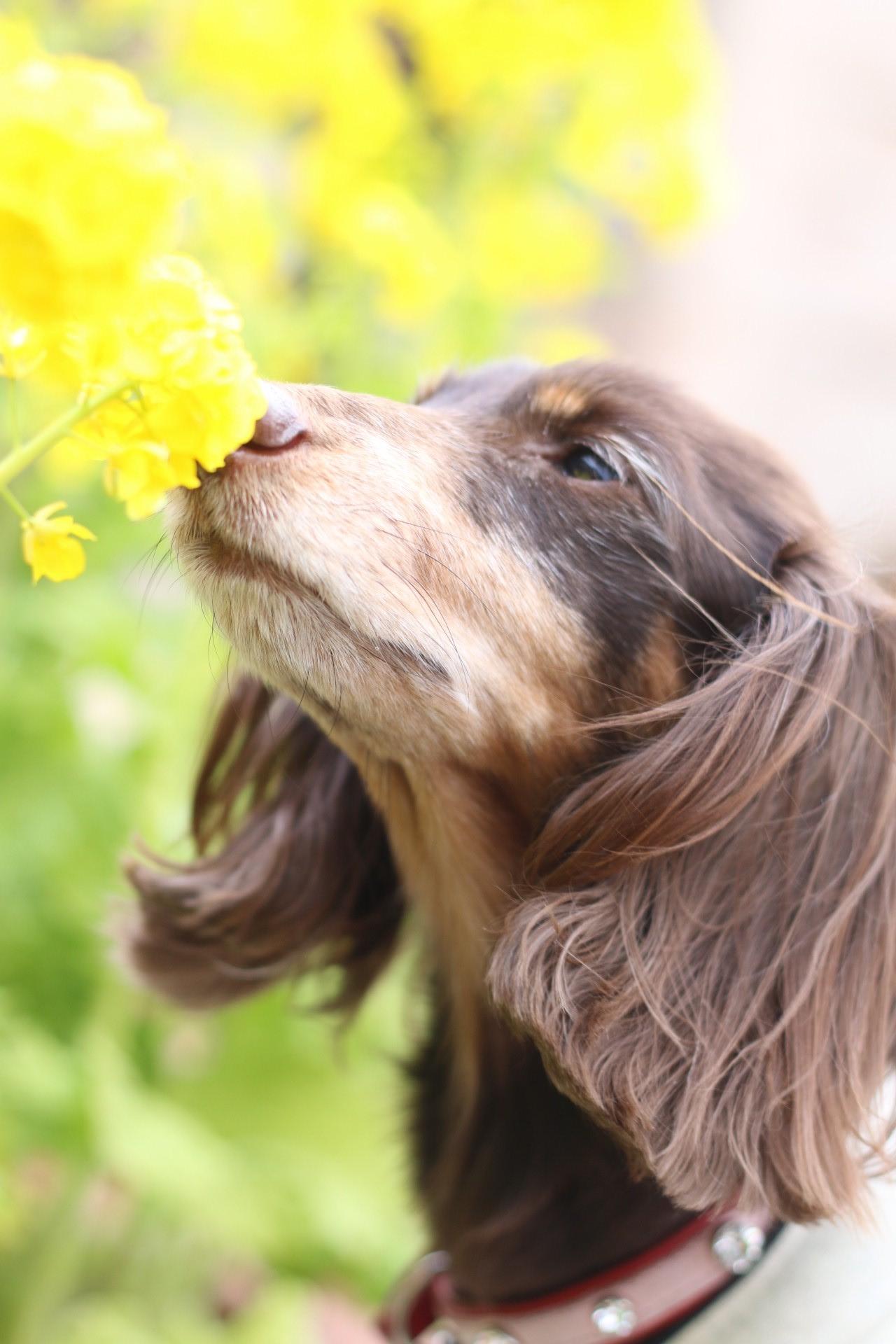 わんにゃんサイトの犬の写真