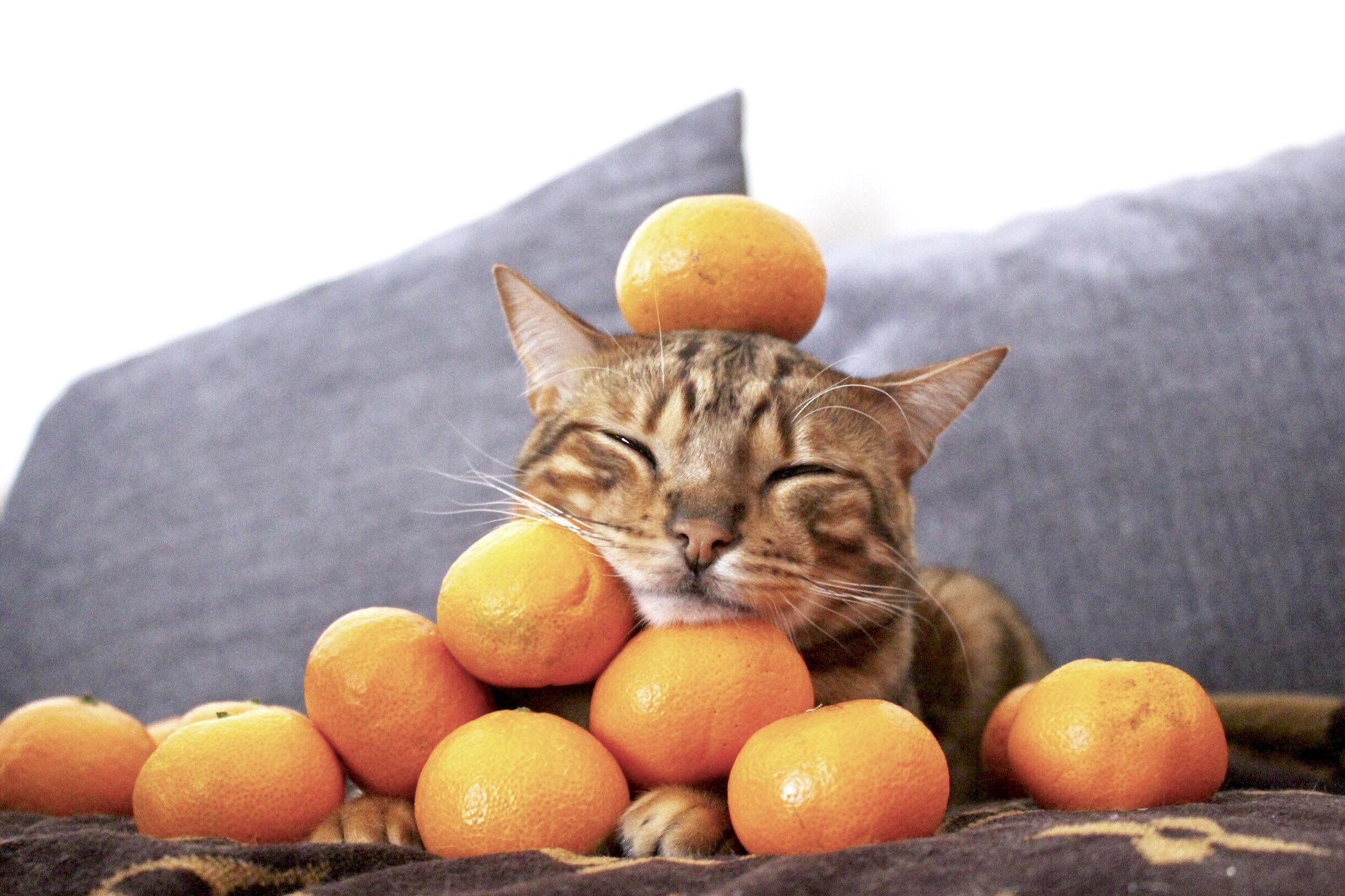 わんにゃんサイトの猫の写真