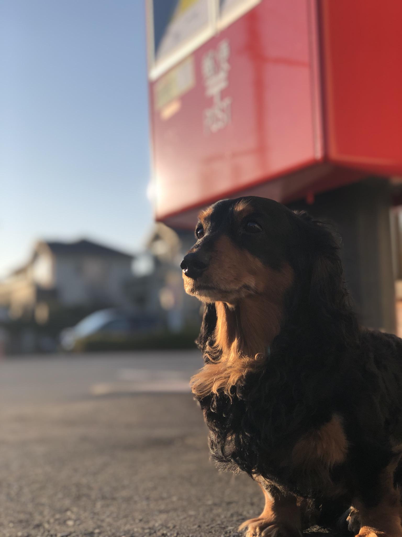 わんにゃんサイトの犬の写真