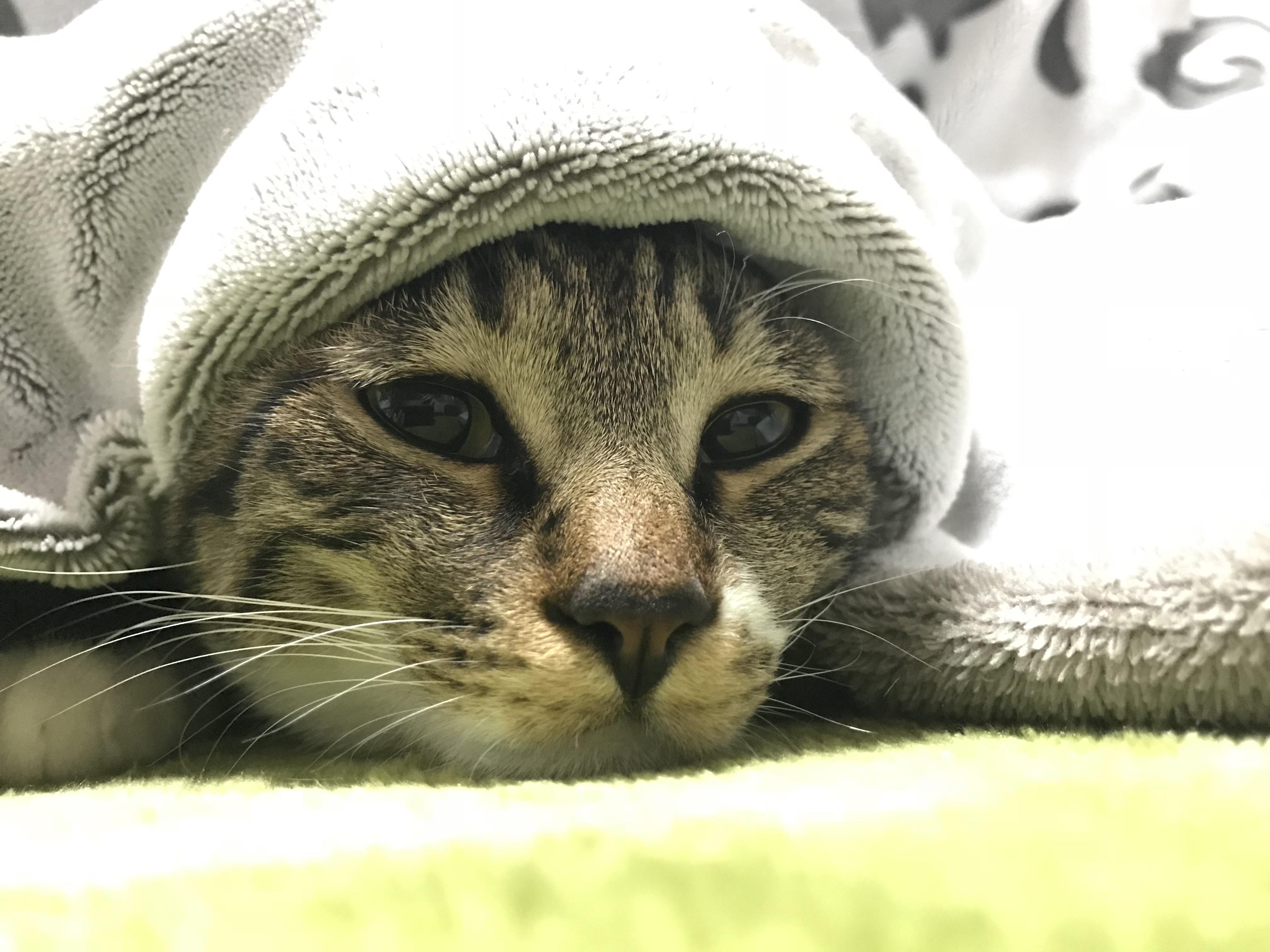 わんにゃんサイトの猫の写真