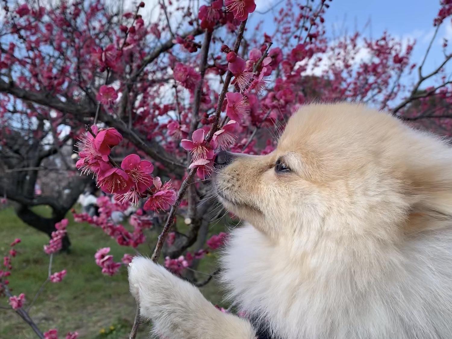 わんにゃんサイトの犬の写真