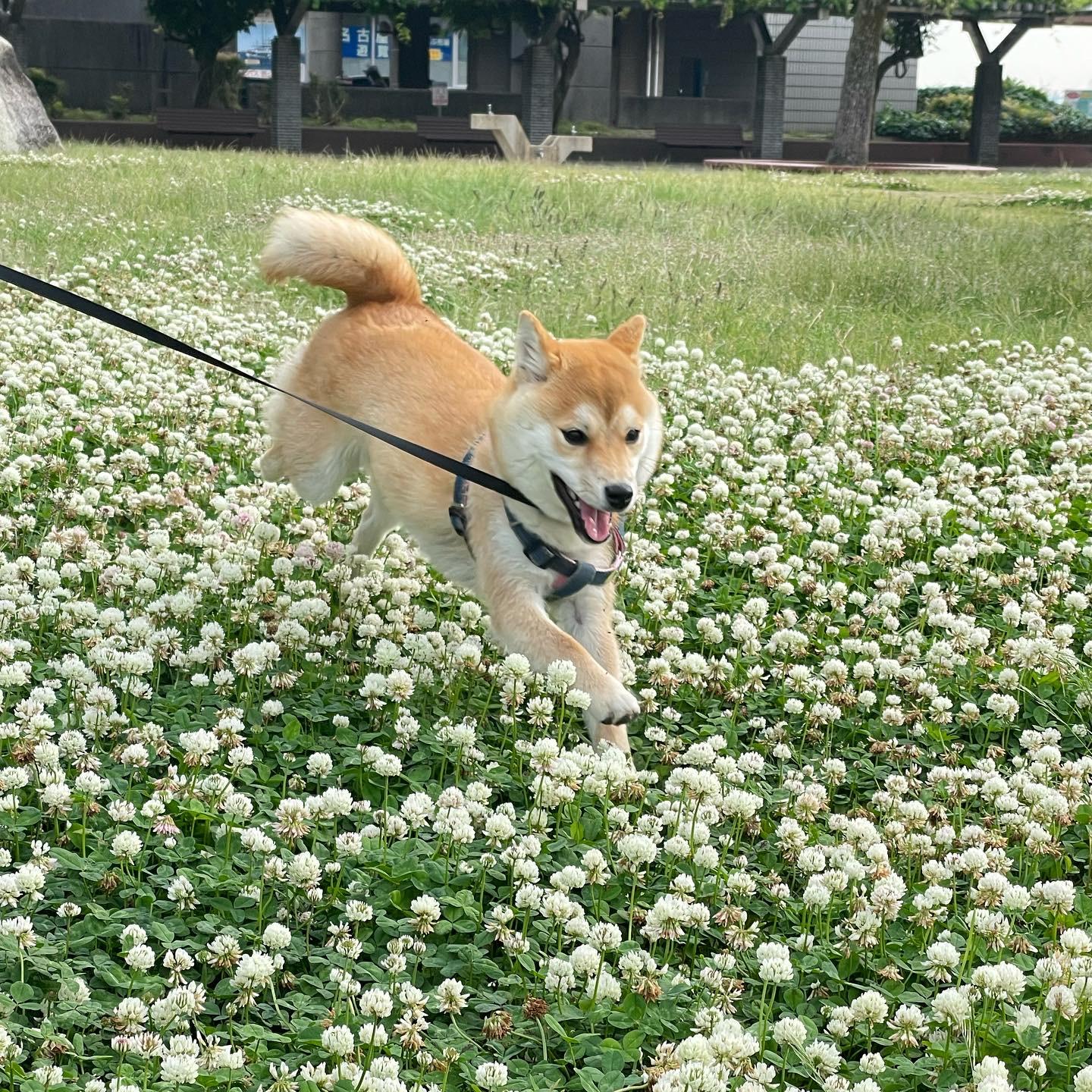 わんにゃんサイトの犬の写真