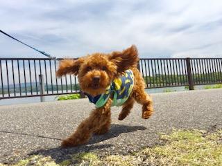 わんにゃんサイトの犬の写真