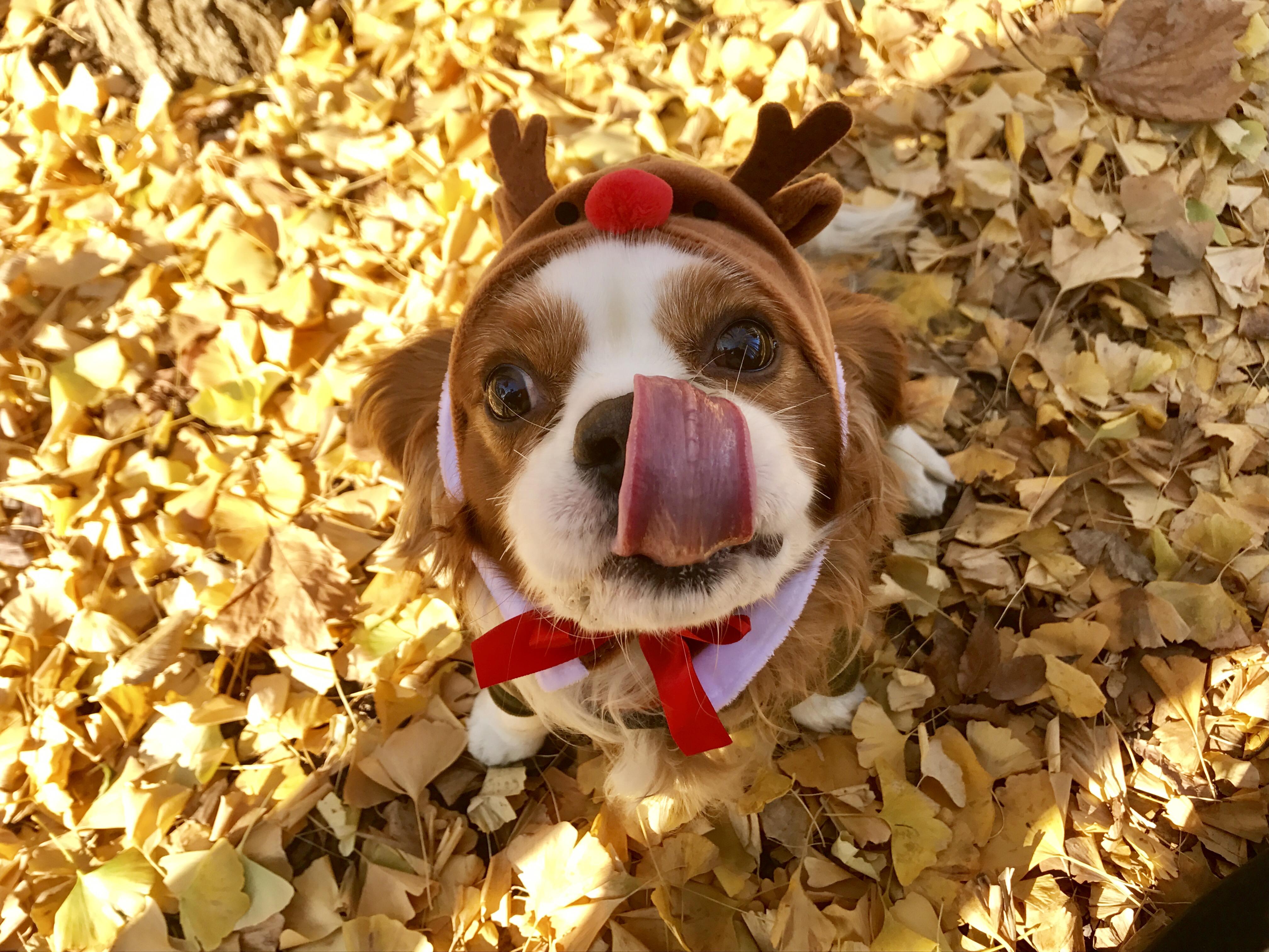 わんにゃんサイトの犬の写真