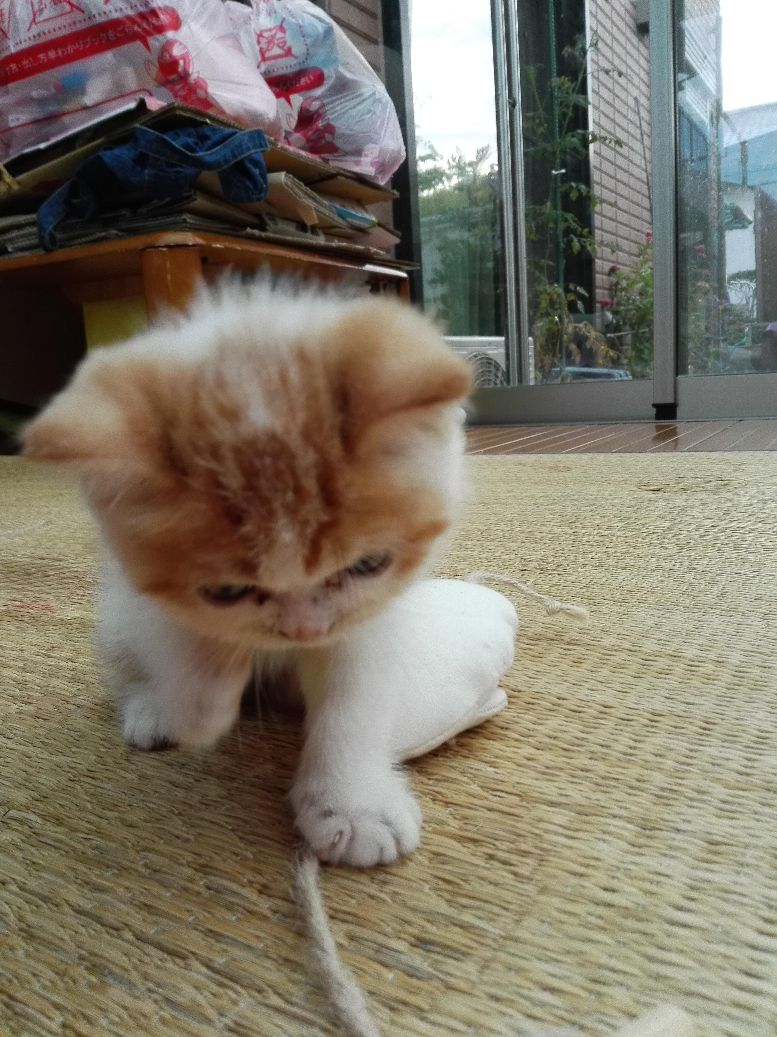 わんにゃんサイトの猫の写真