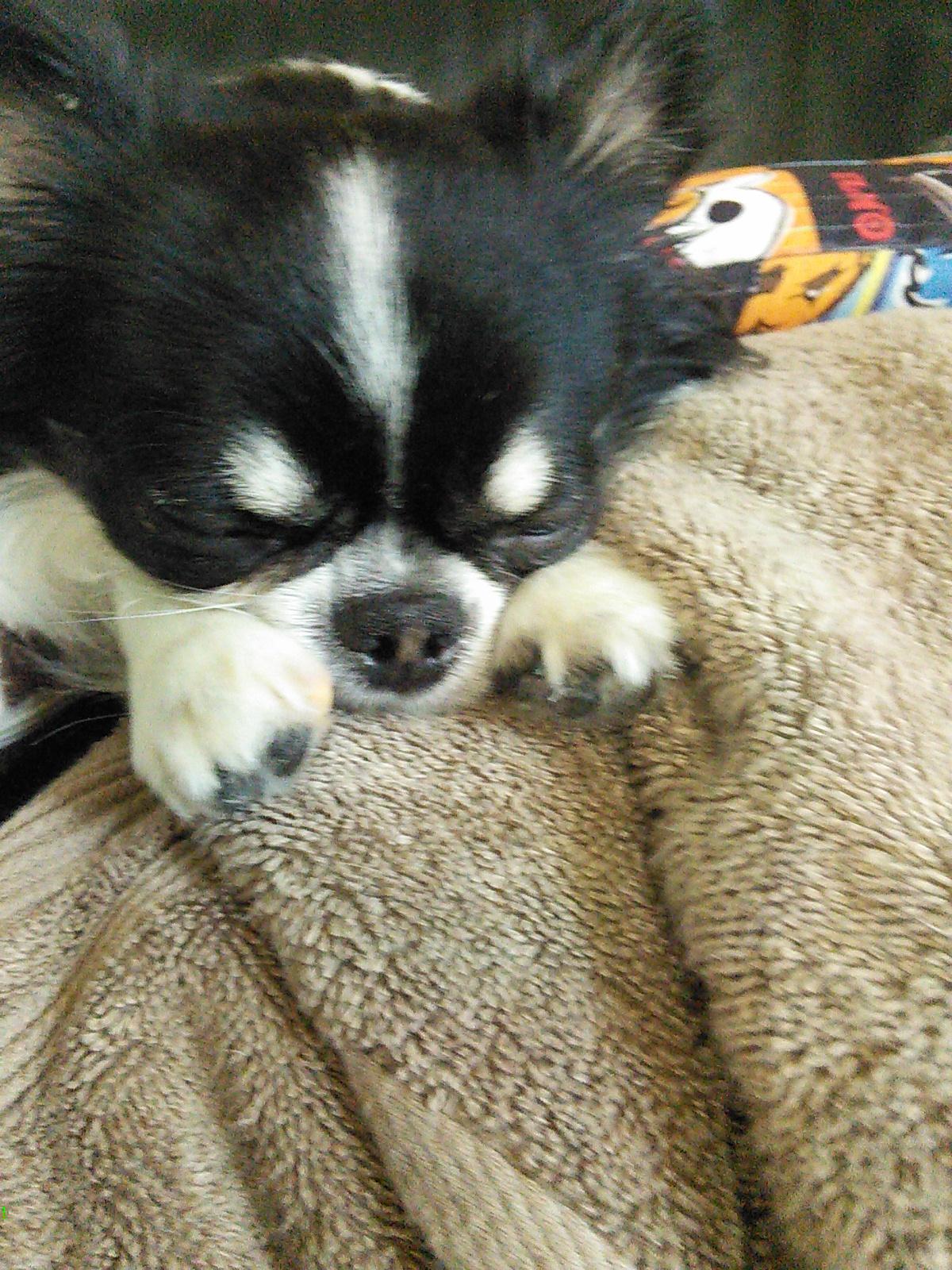 わんにゃんサイトの犬の写真