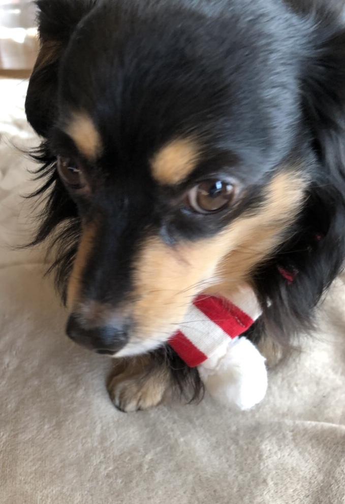 わんにゃんサイトの犬の写真