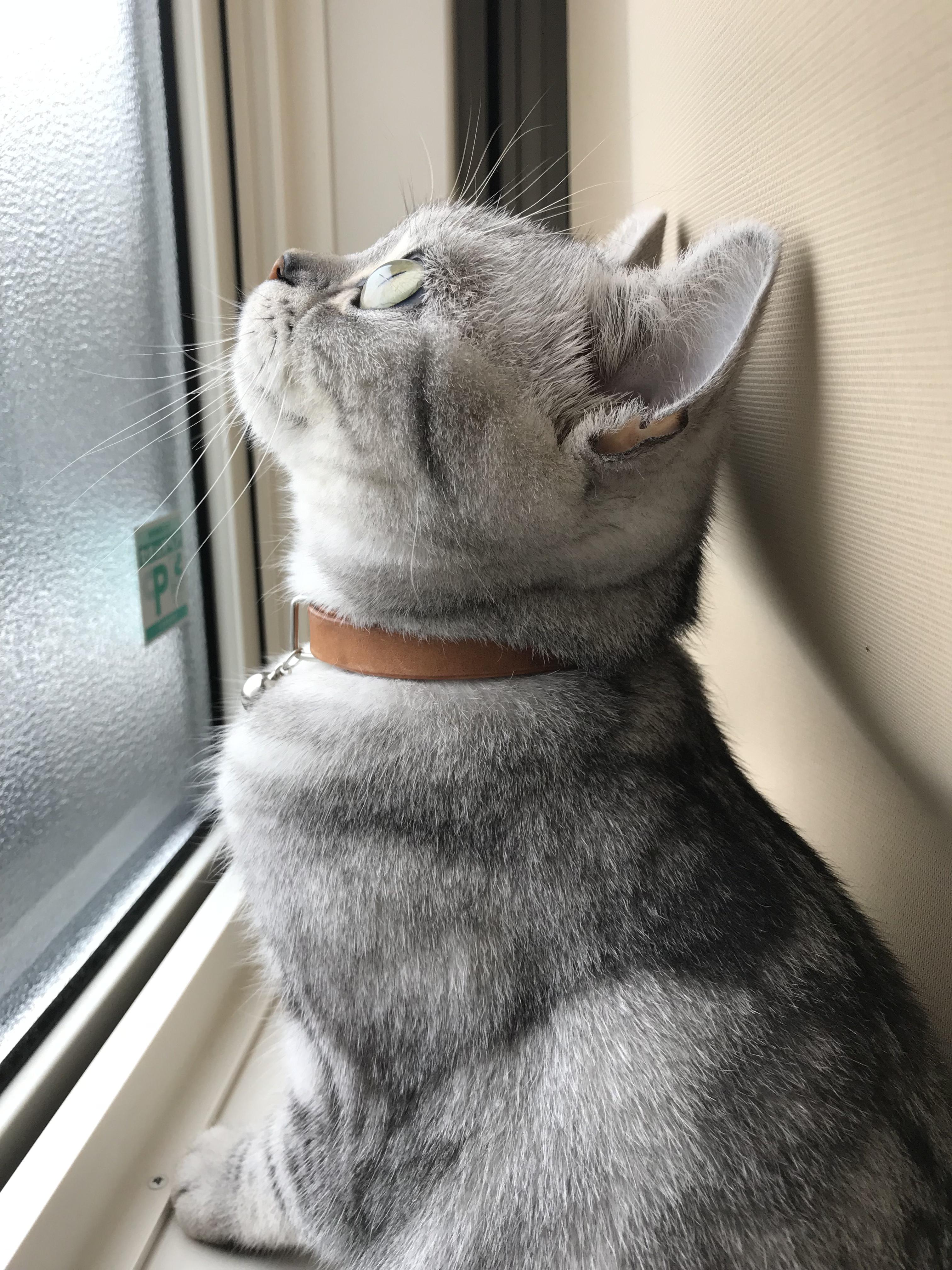 わんにゃんサイトの猫の写真