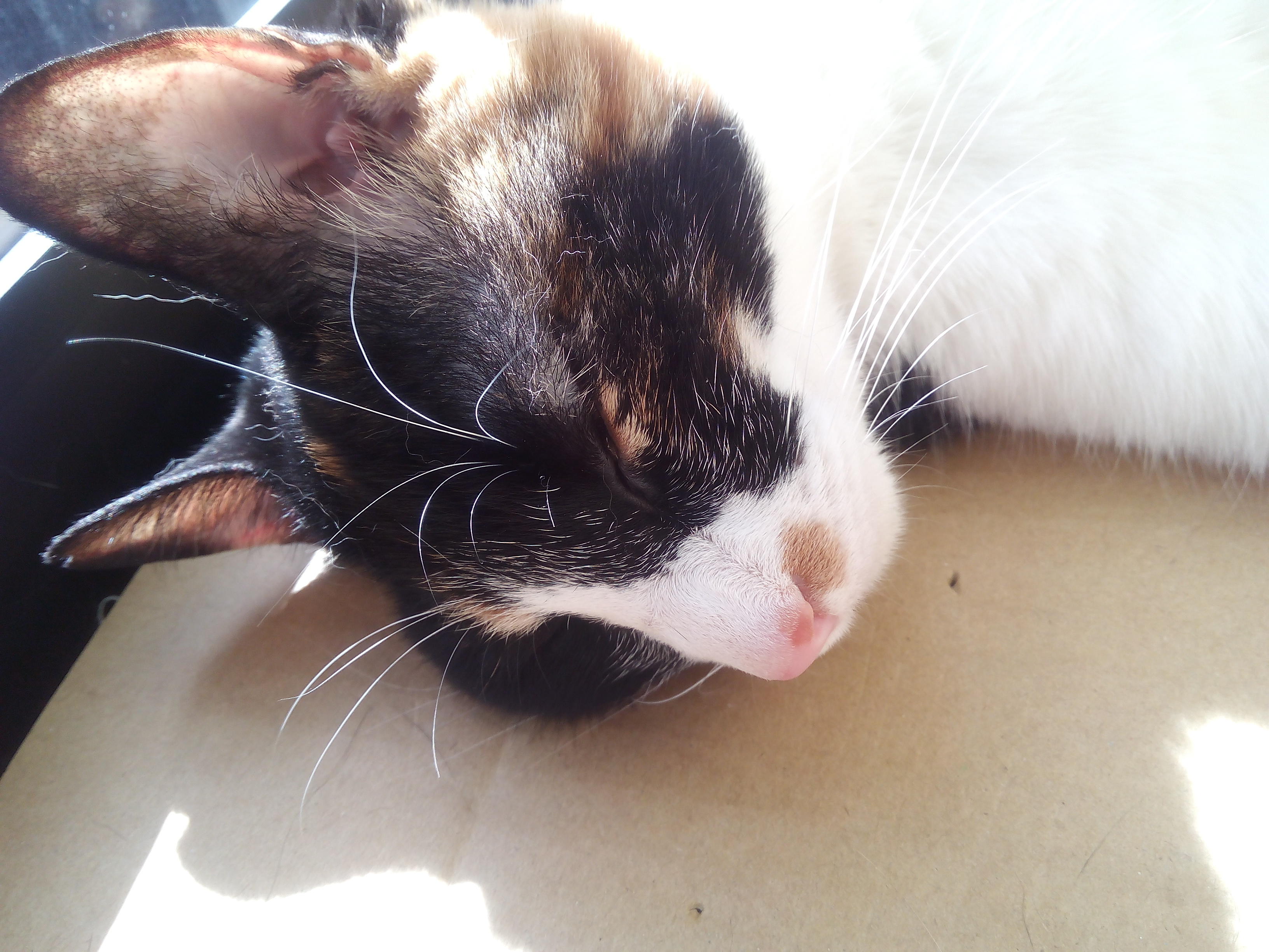 わんにゃんサイトの猫の写真