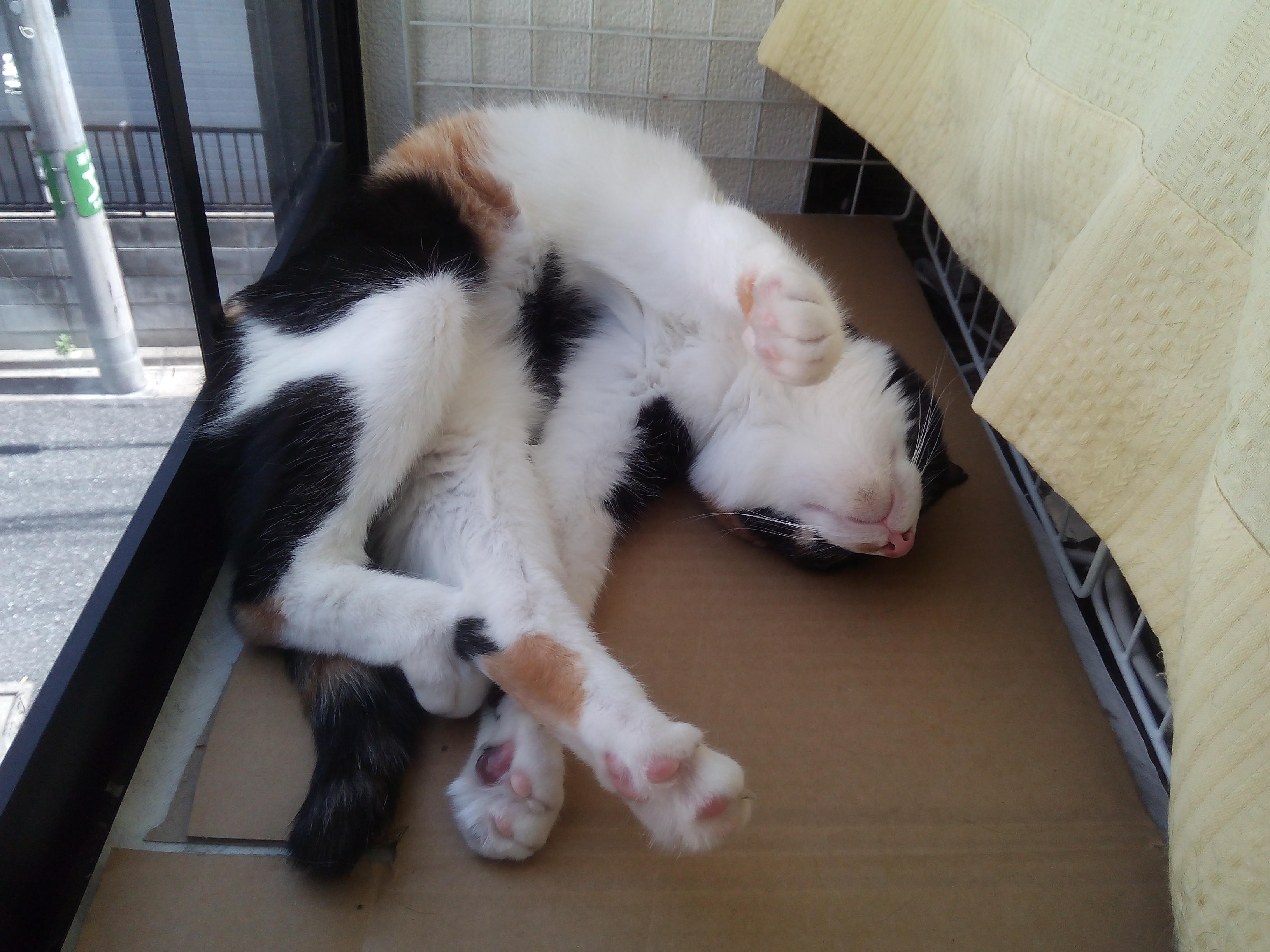 わんにゃんサイトの猫の写真