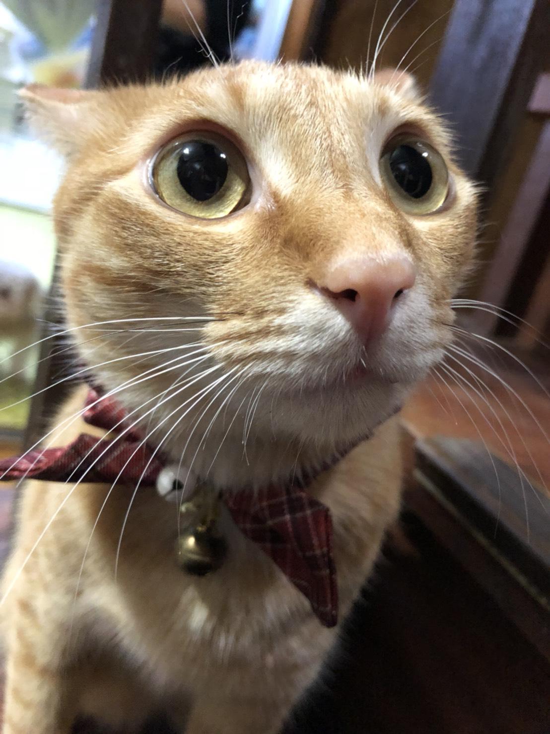 わんにゃんサイトの猫の写真