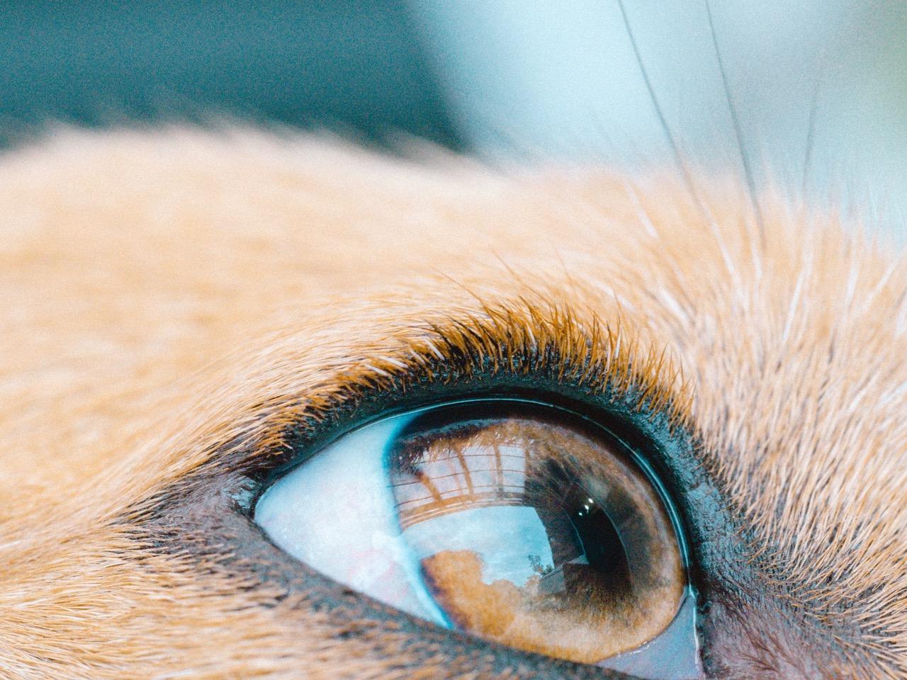 わんにゃんサイトの犬の写真