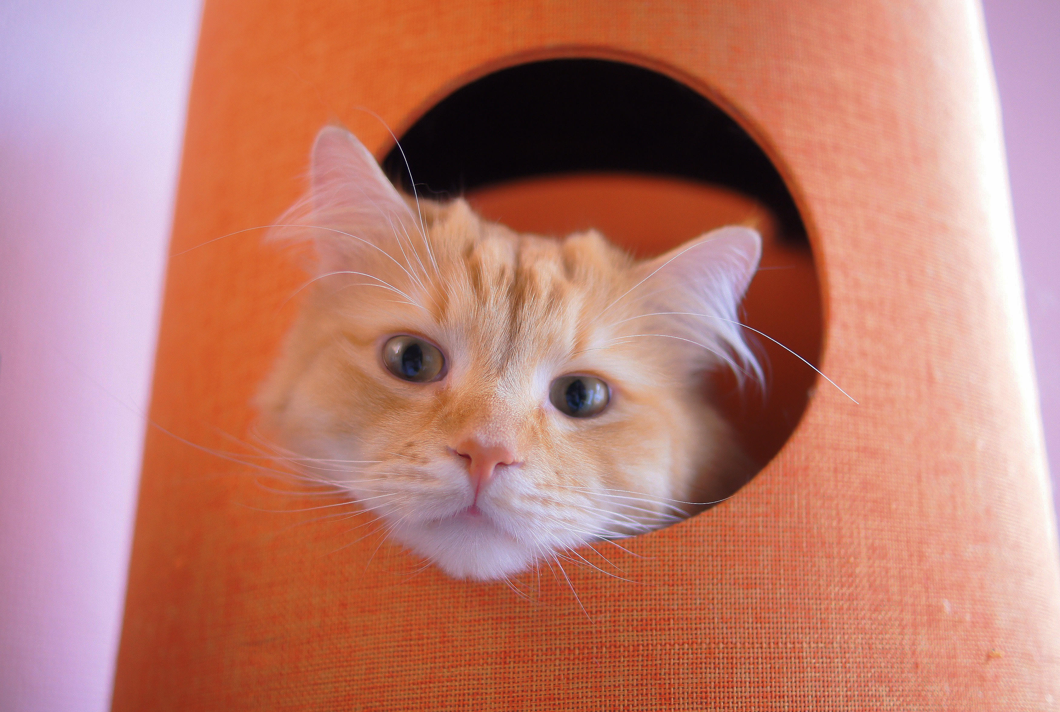 わんにゃんサイトの猫の写真