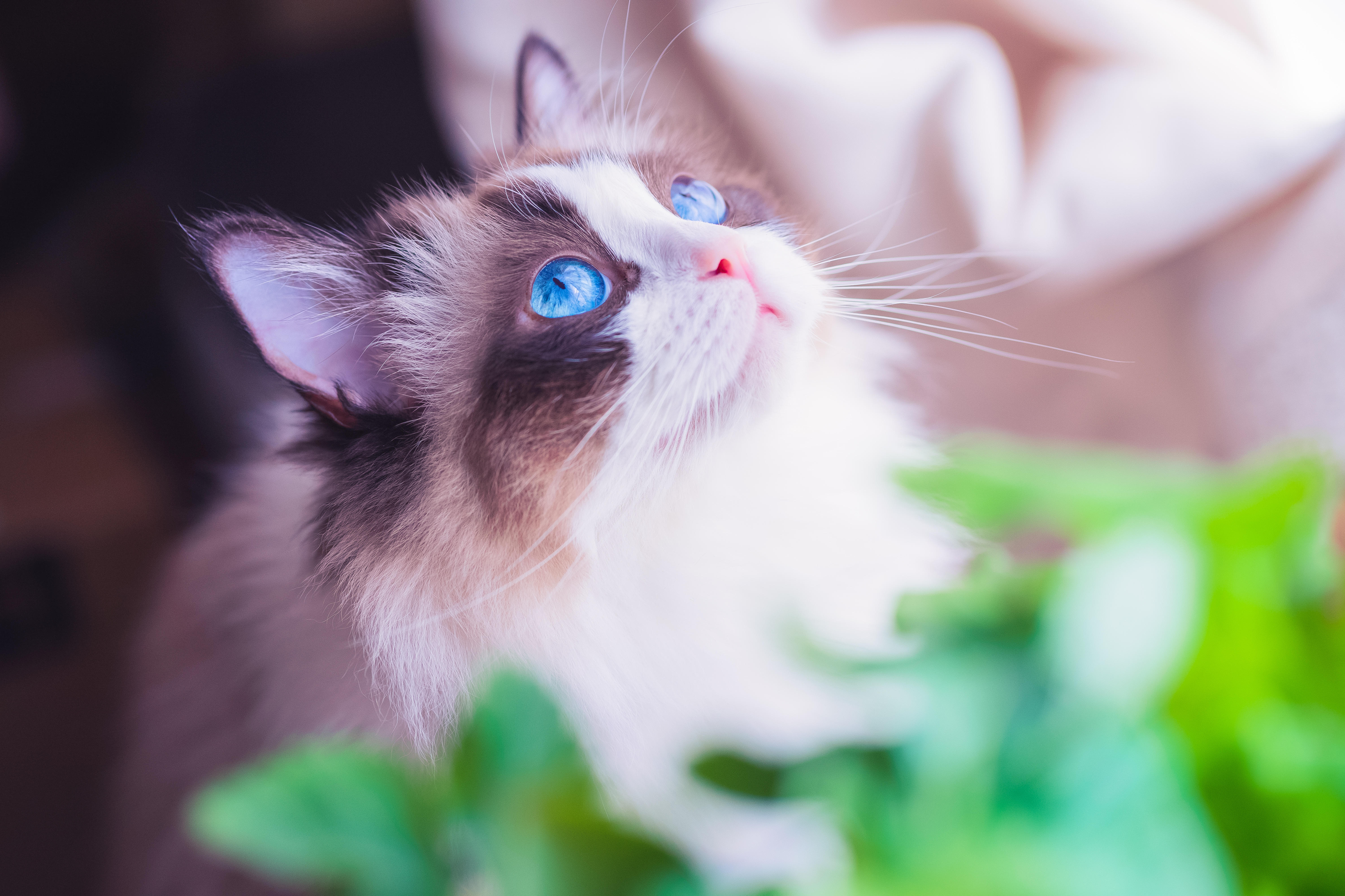 わんにゃんサイトの猫の写真