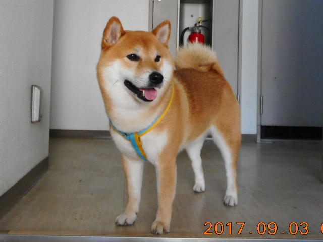 わんにゃんサイトの犬の写真