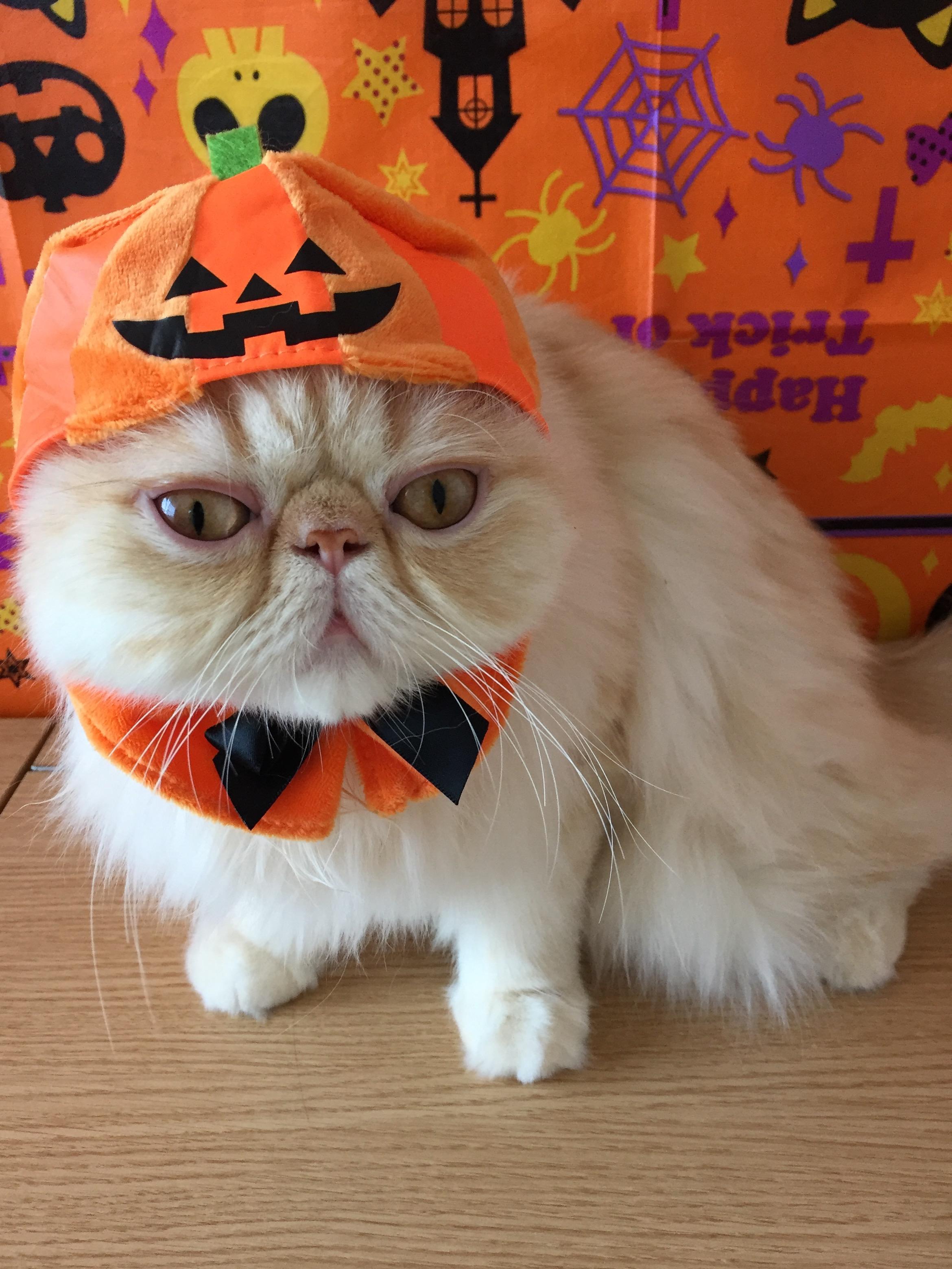 わんにゃんサイトの猫の写真