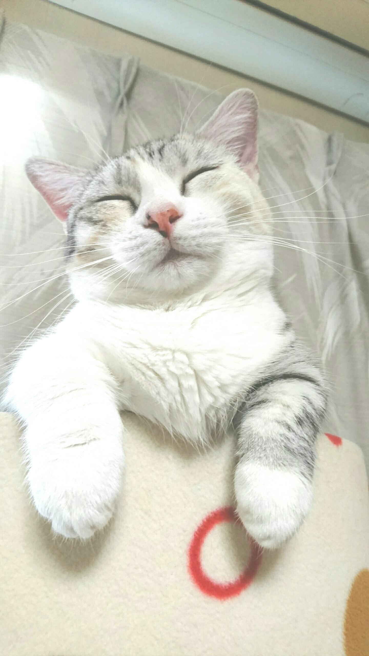 わんにゃんサイトの猫の写真