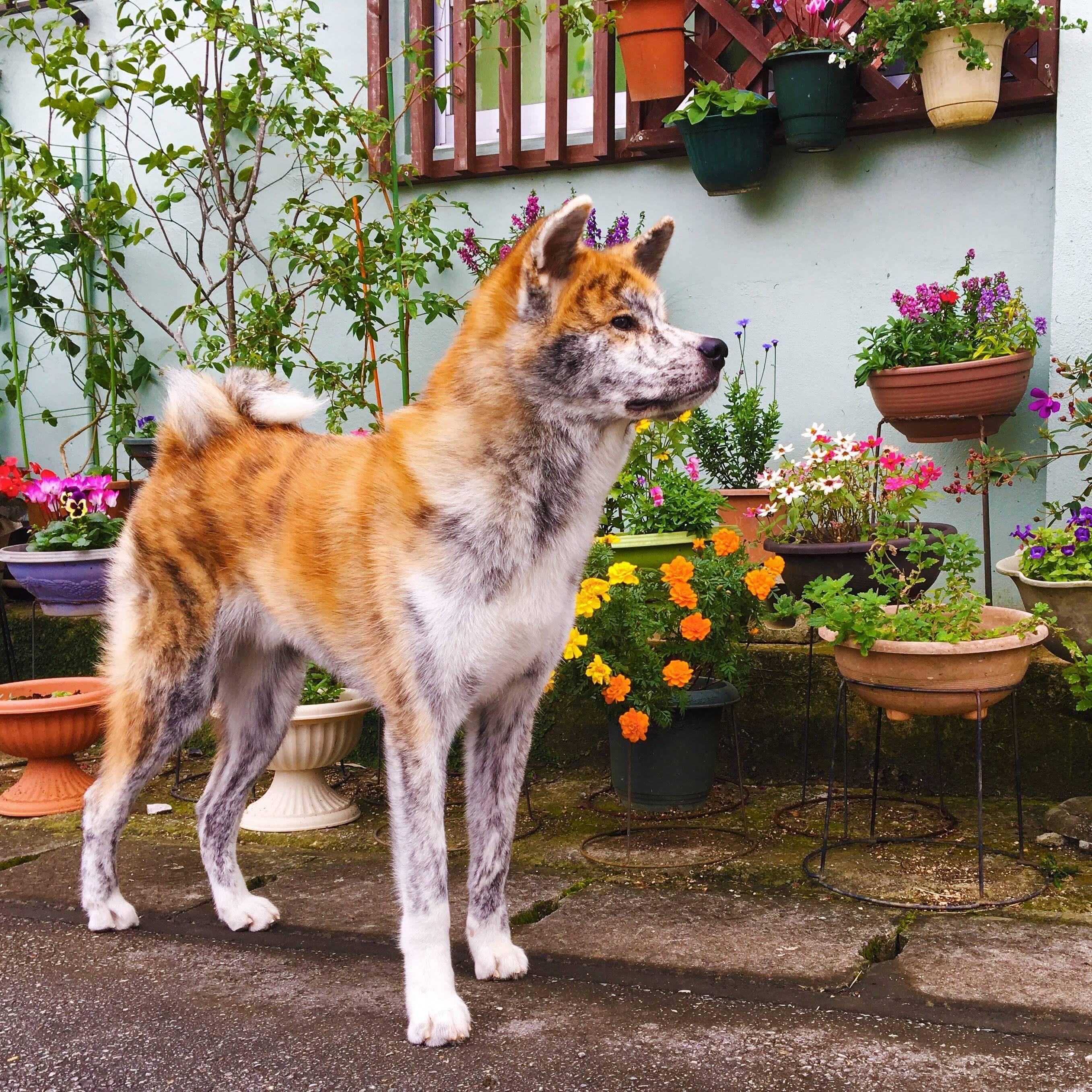 わんにゃんサイトの犬の写真