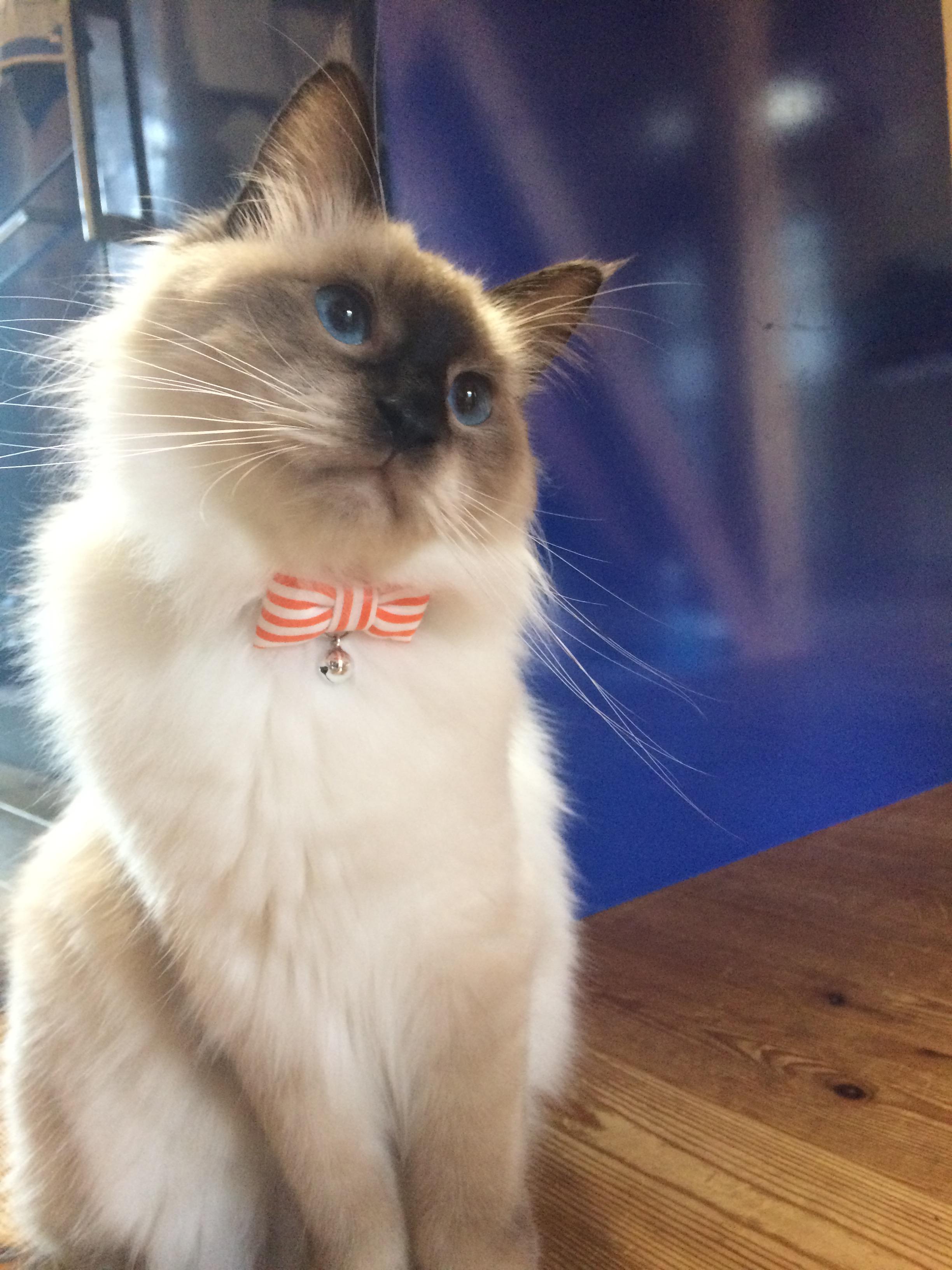 わんにゃんサイトの猫の写真