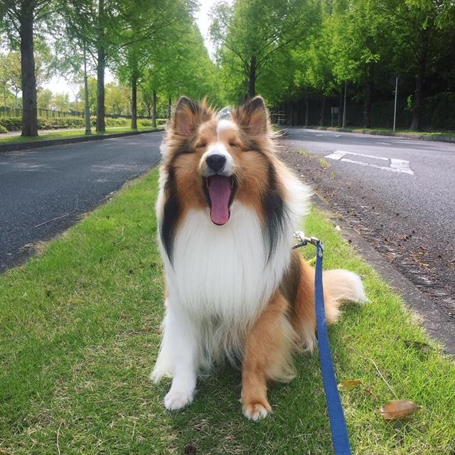 わんにゃんサイトの犬の写真