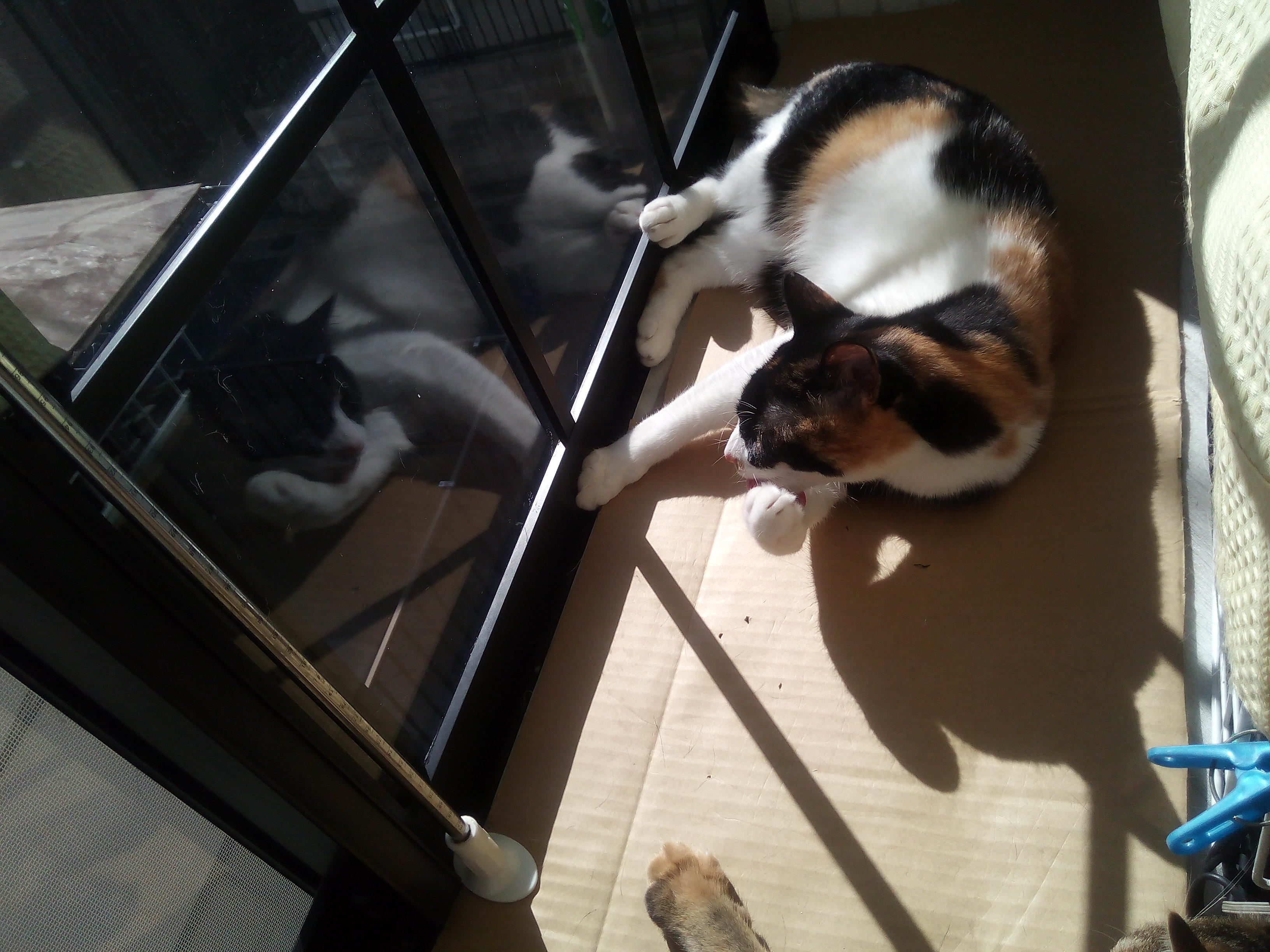 わんにゃんサイトの猫の写真