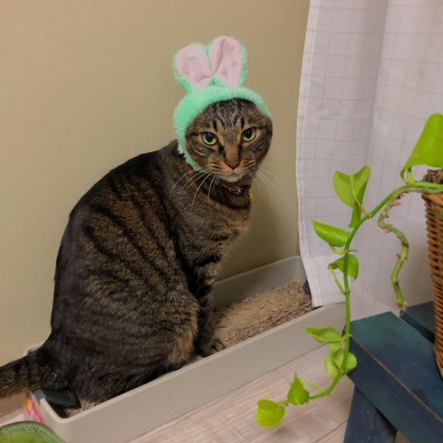 わんにゃんサイトの猫の写真