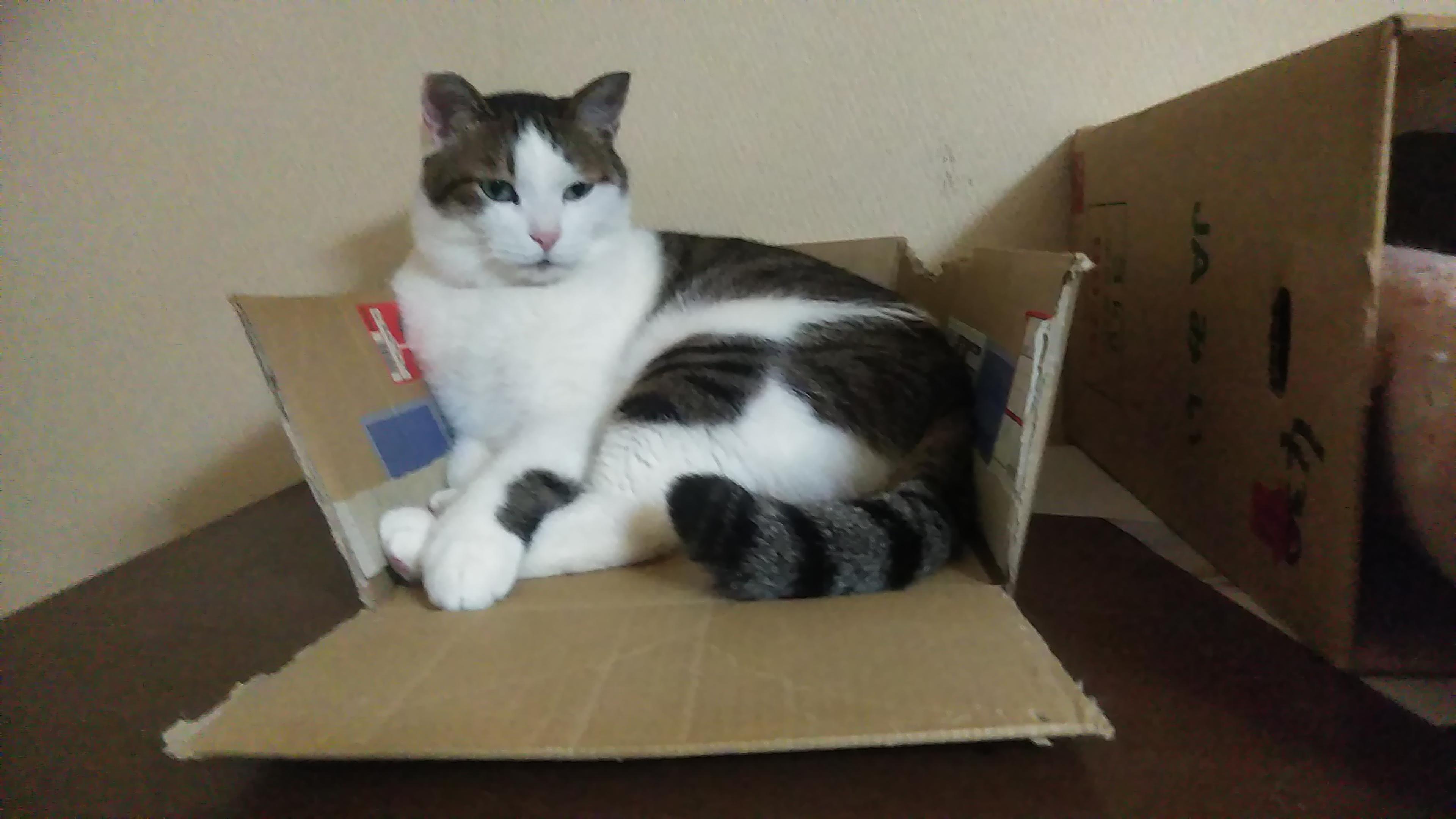 わんにゃんサイトの猫の写真