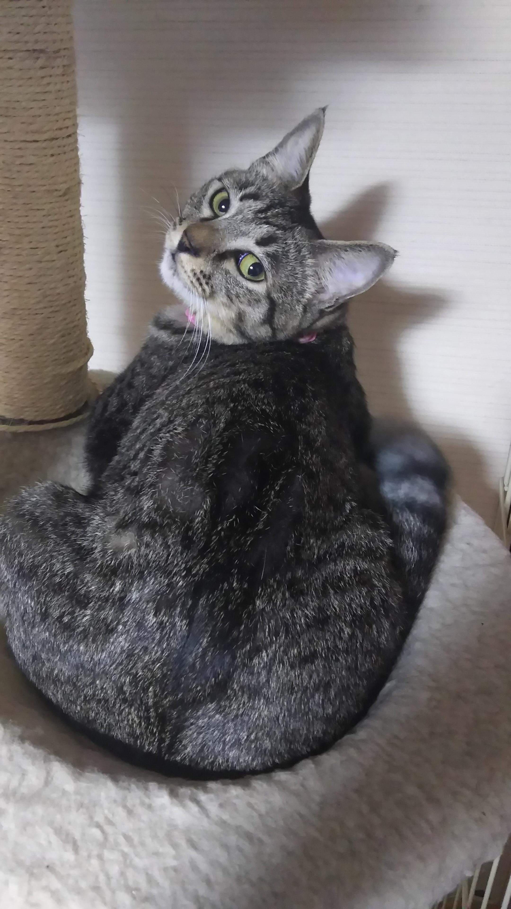 わんにゃんサイトの猫の写真