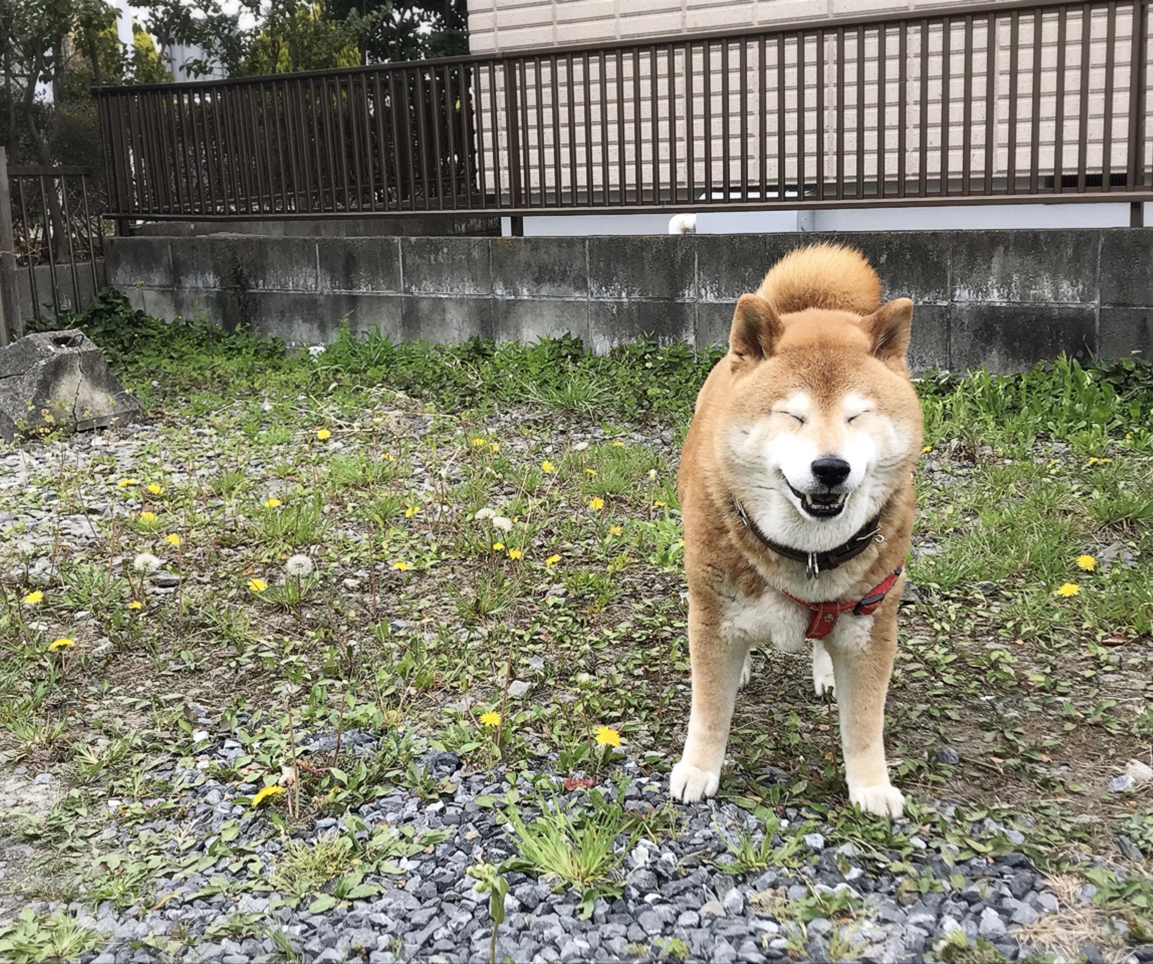 わんにゃんサイトの犬の写真