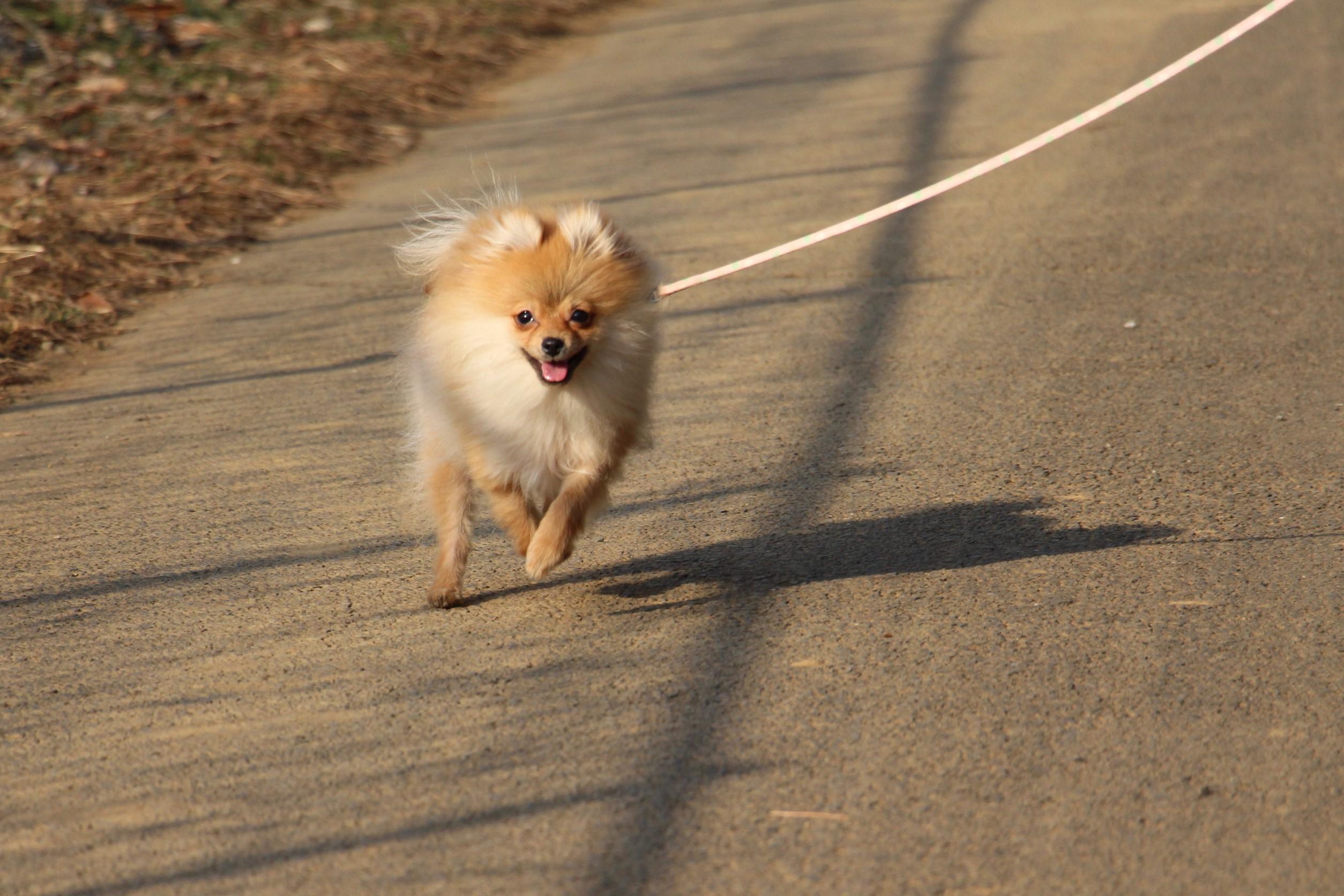 わんにゃんサイトの犬の写真