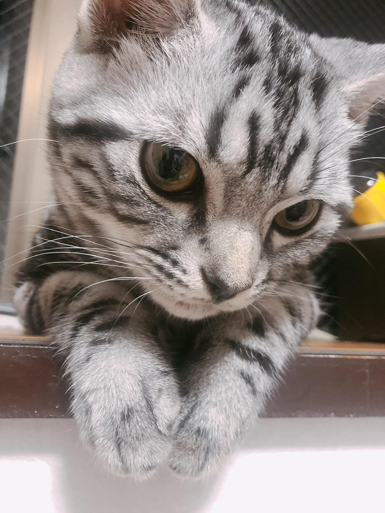 わんにゃんサイトの猫の写真