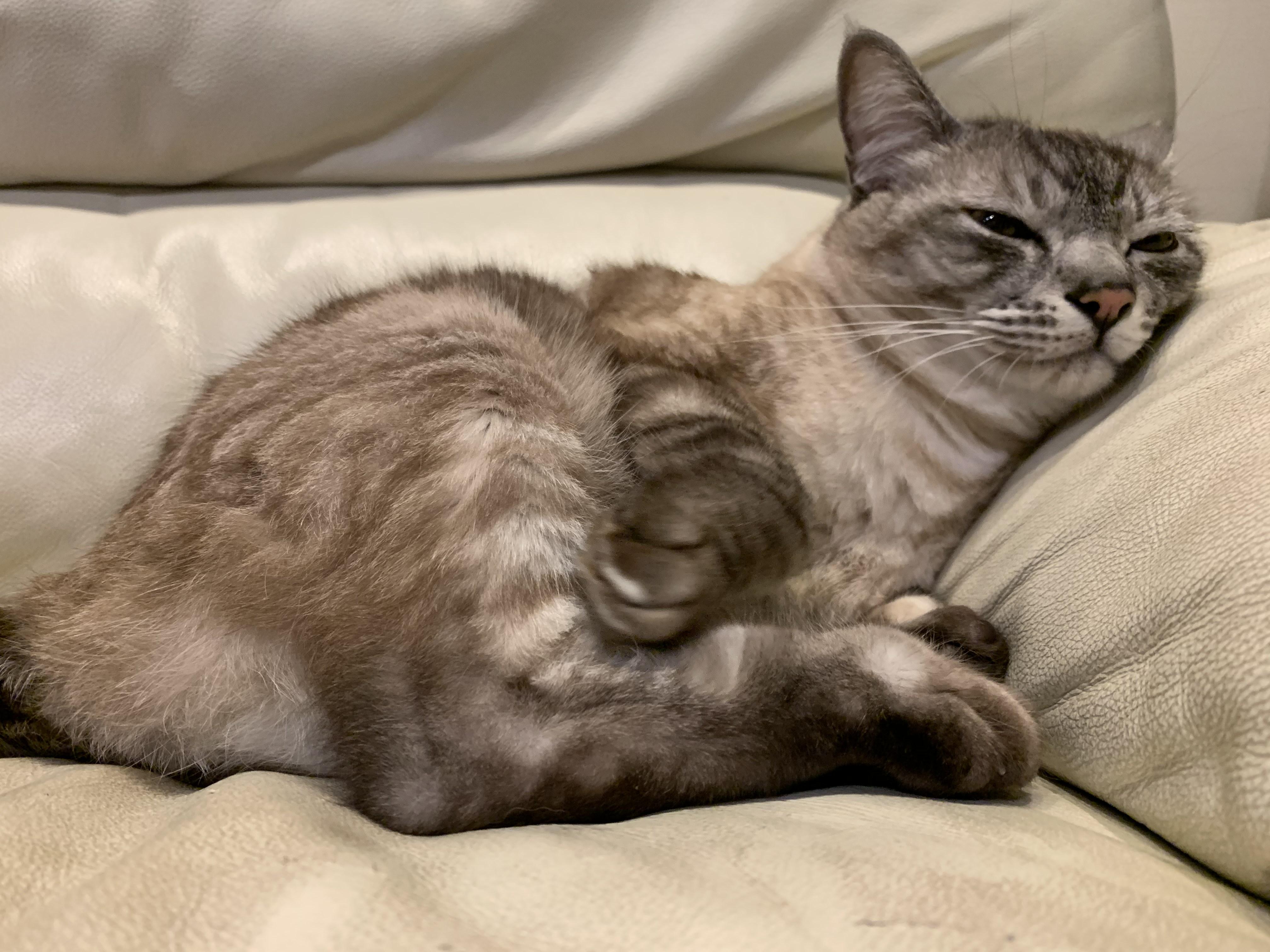 わんにゃんサイトの猫の写真