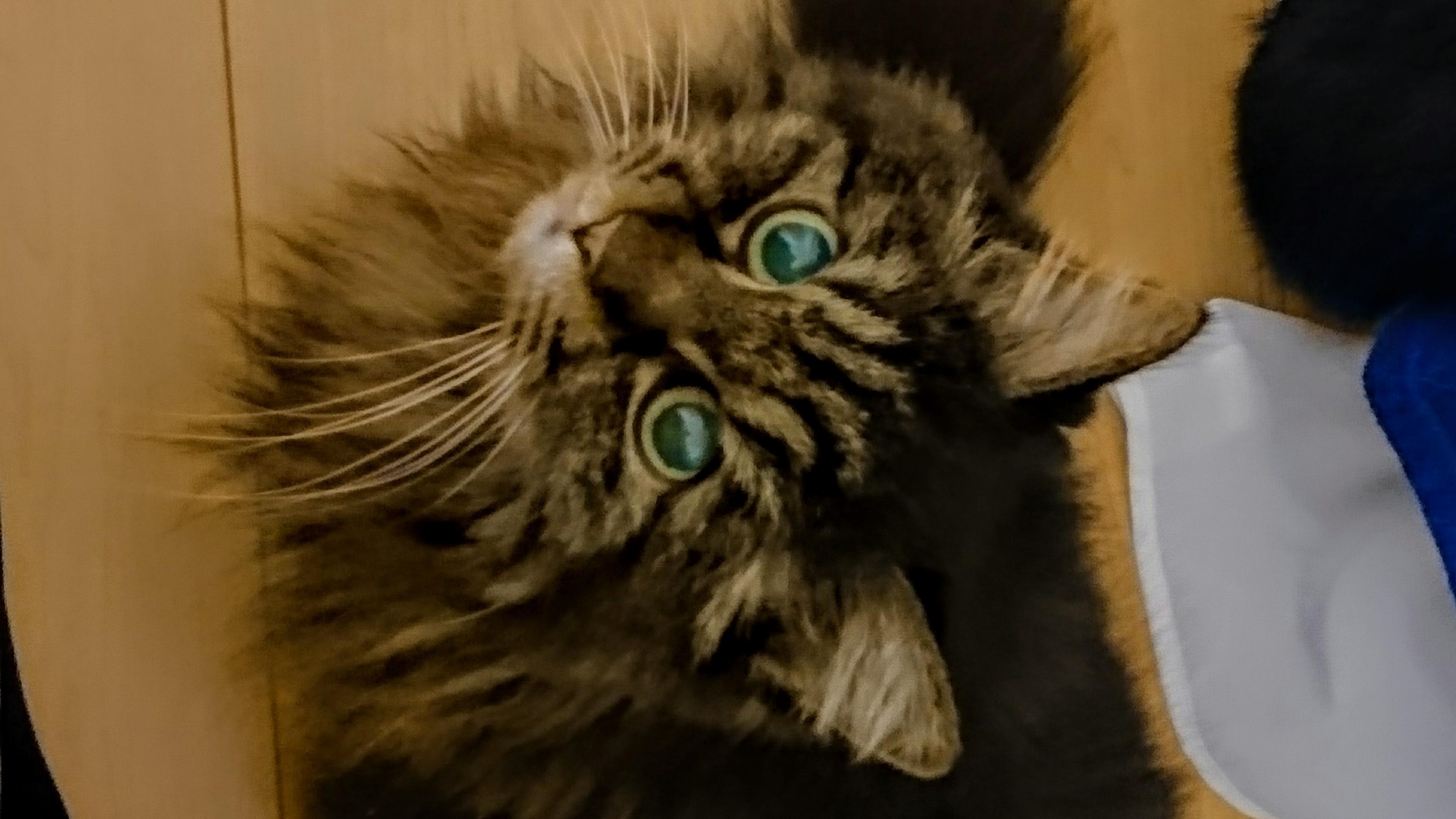 わんにゃんサイトの猫の写真