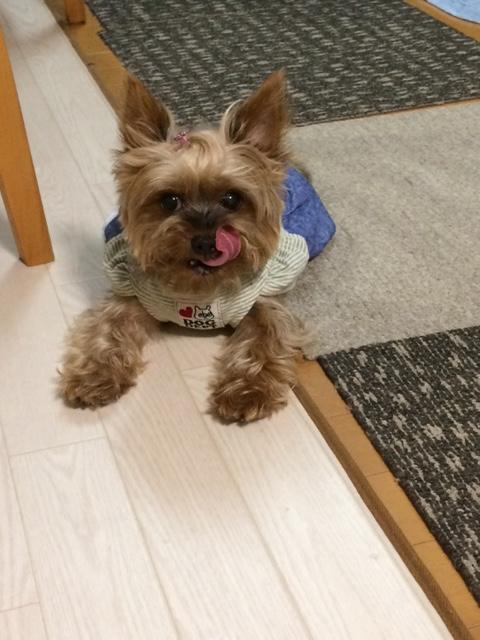 わんにゃんサイトの犬の写真