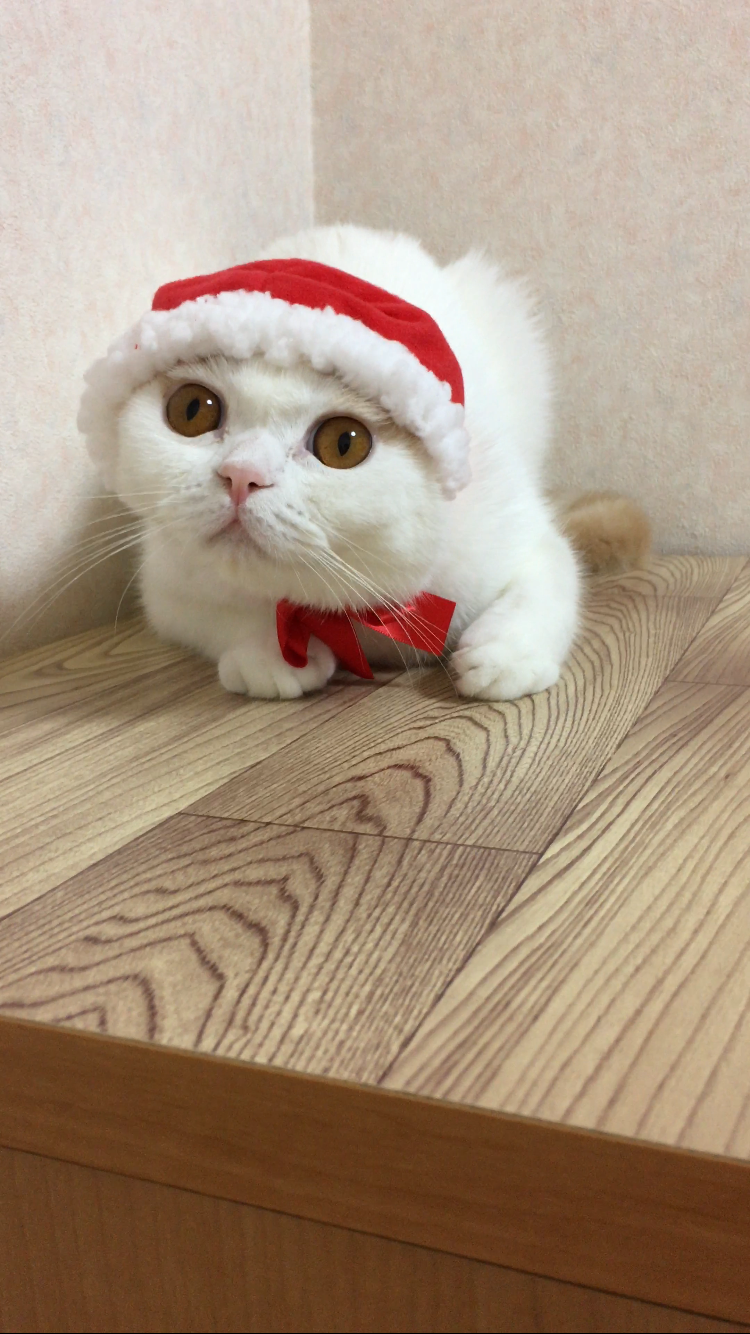 わんにゃんサイトの猫の写真