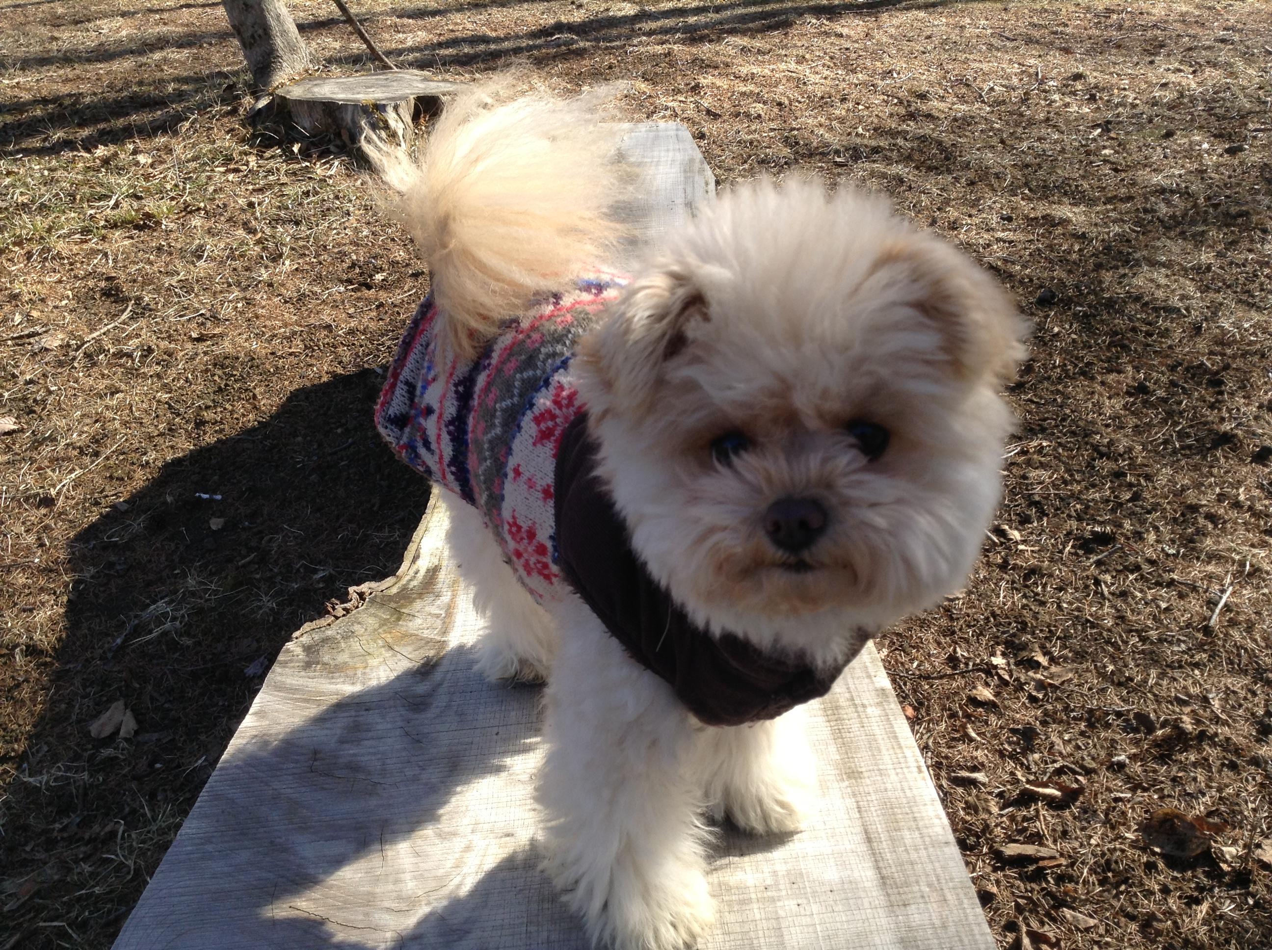 わんにゃんサイトの犬の写真