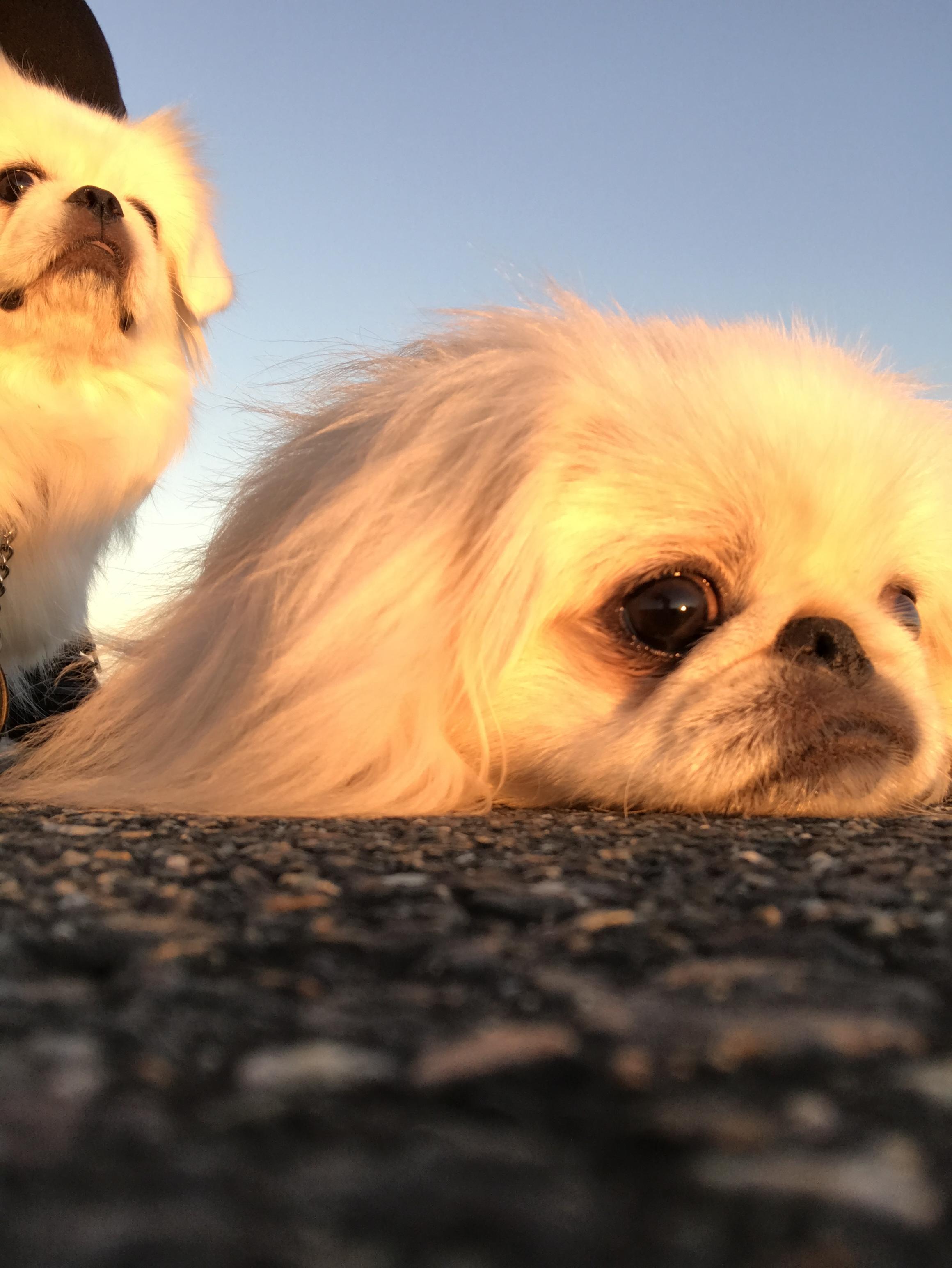 わんにゃんサイトの犬の写真