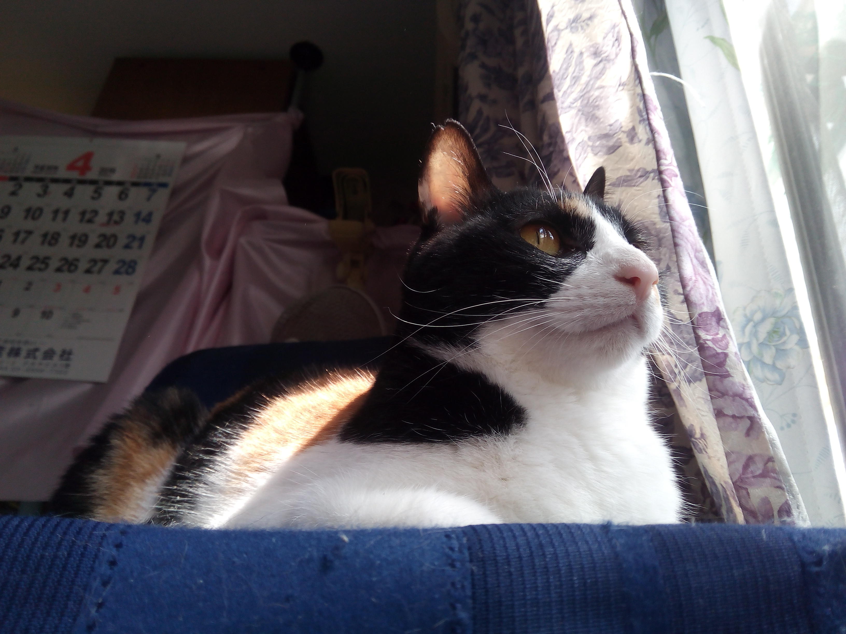 わんにゃんサイトの猫の写真