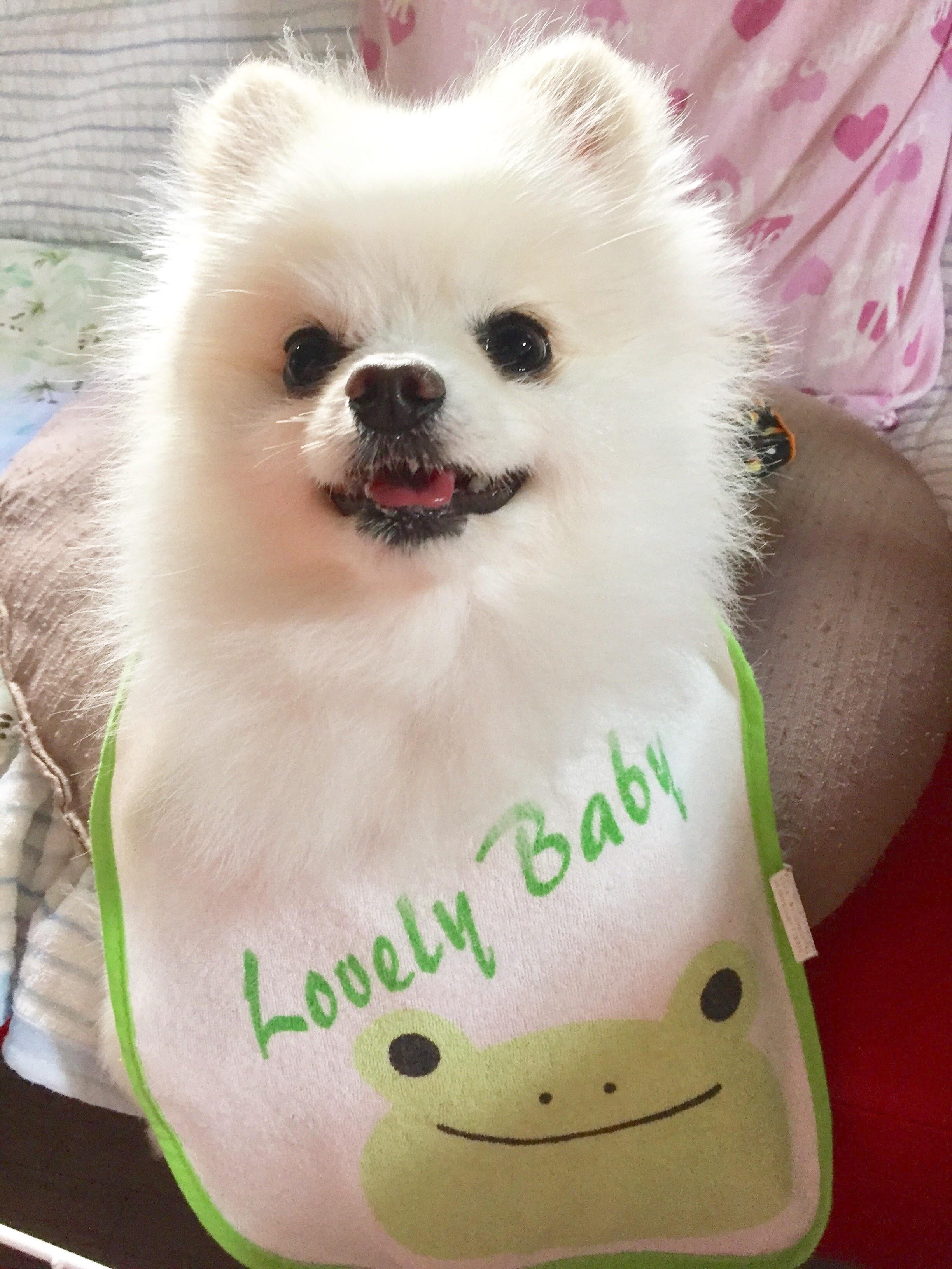 わんにゃんサイトの犬の写真