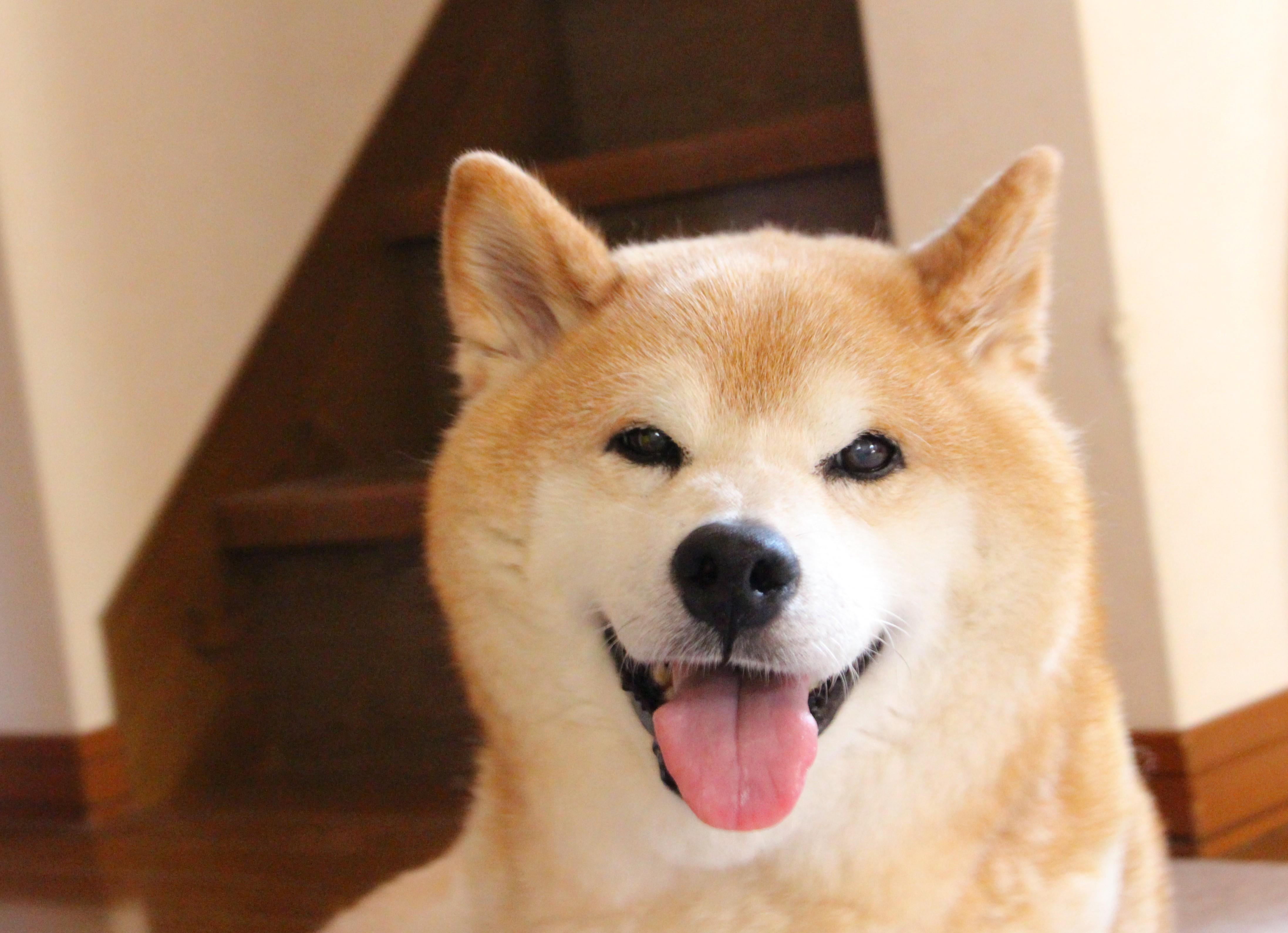 わんにゃんサイトの犬の写真