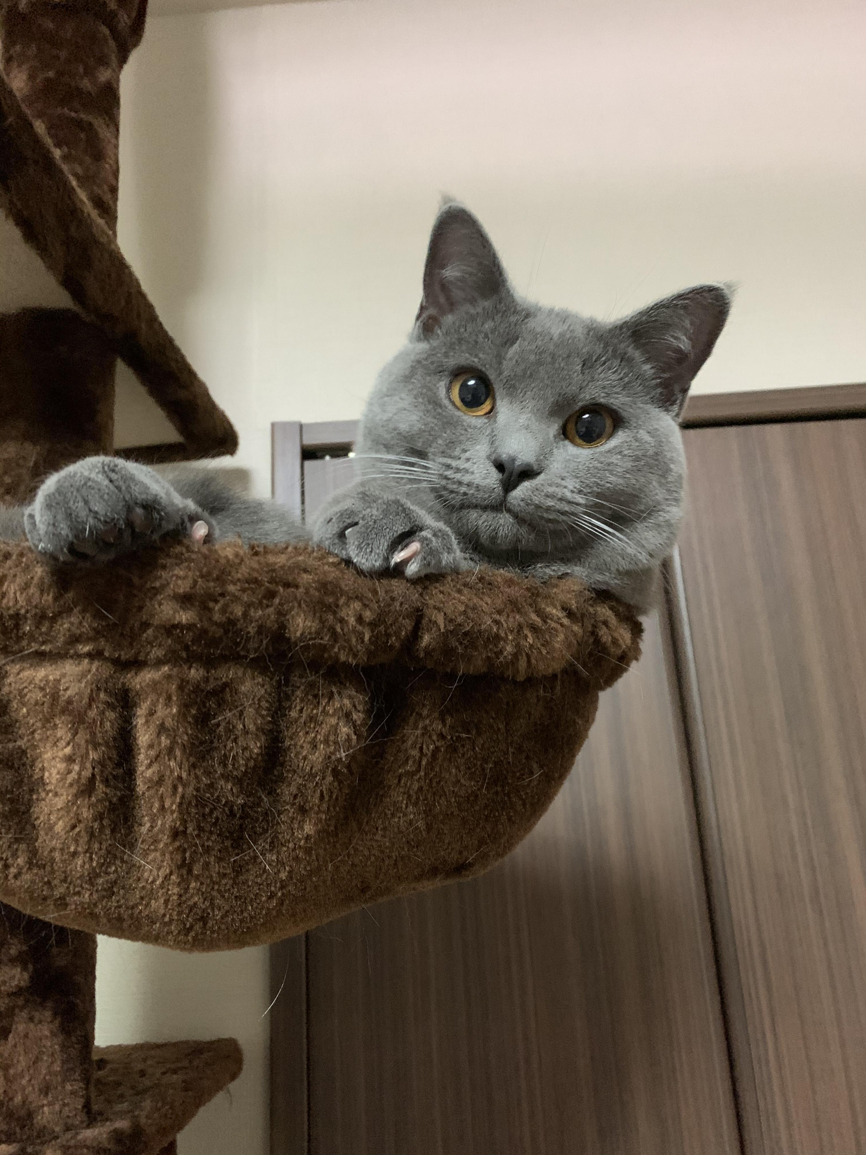 わんにゃんサイトの猫の写真