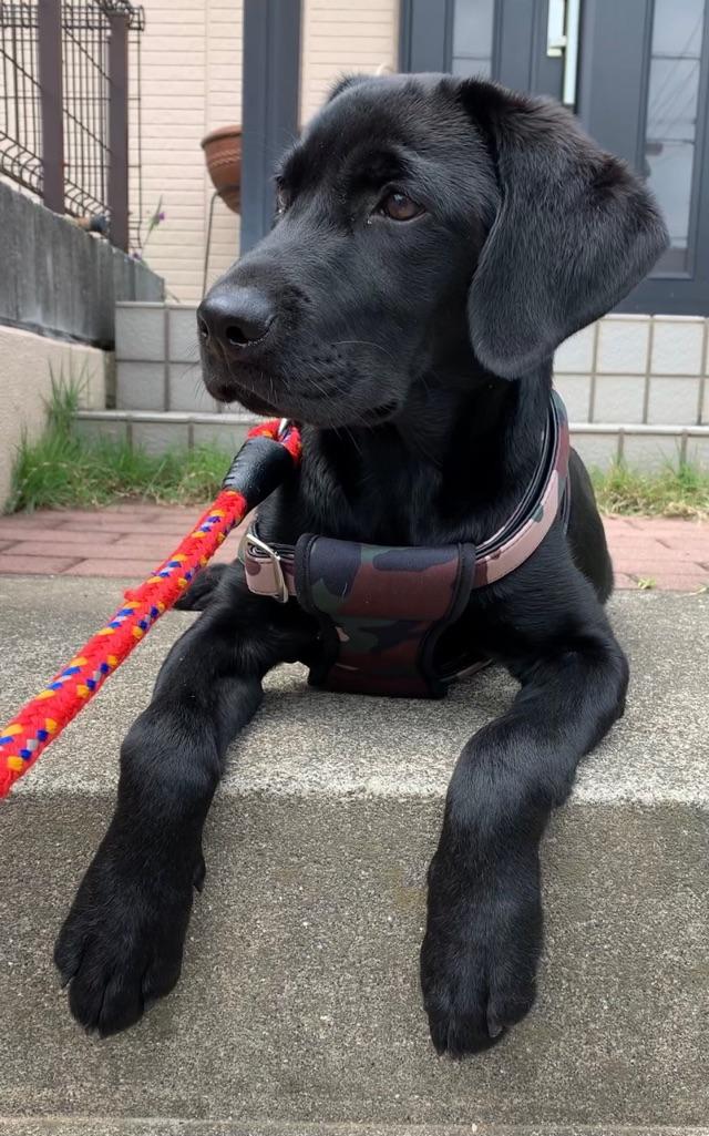 わんにゃんサイトの犬の写真