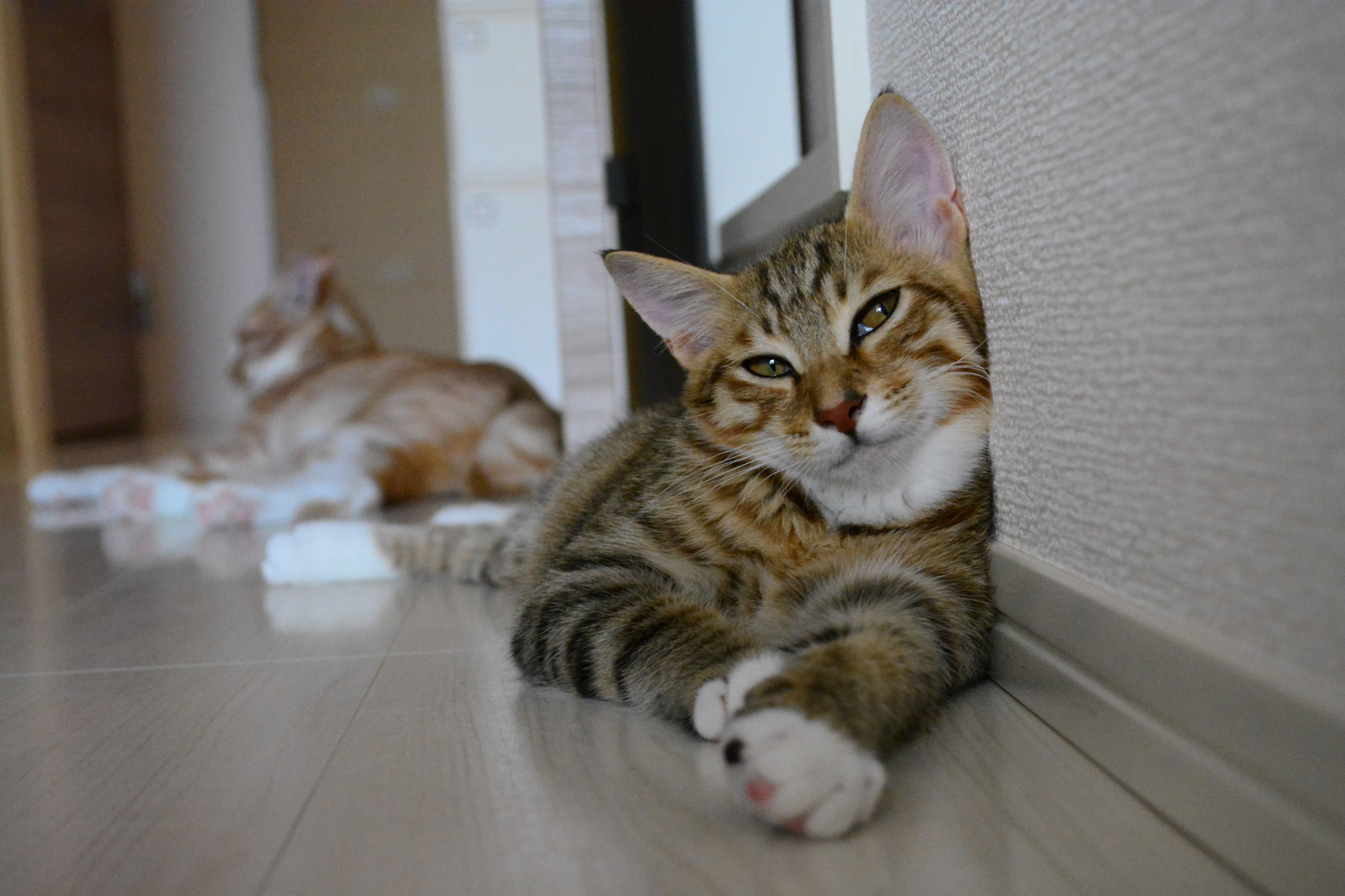 わんにゃんサイトの猫の写真