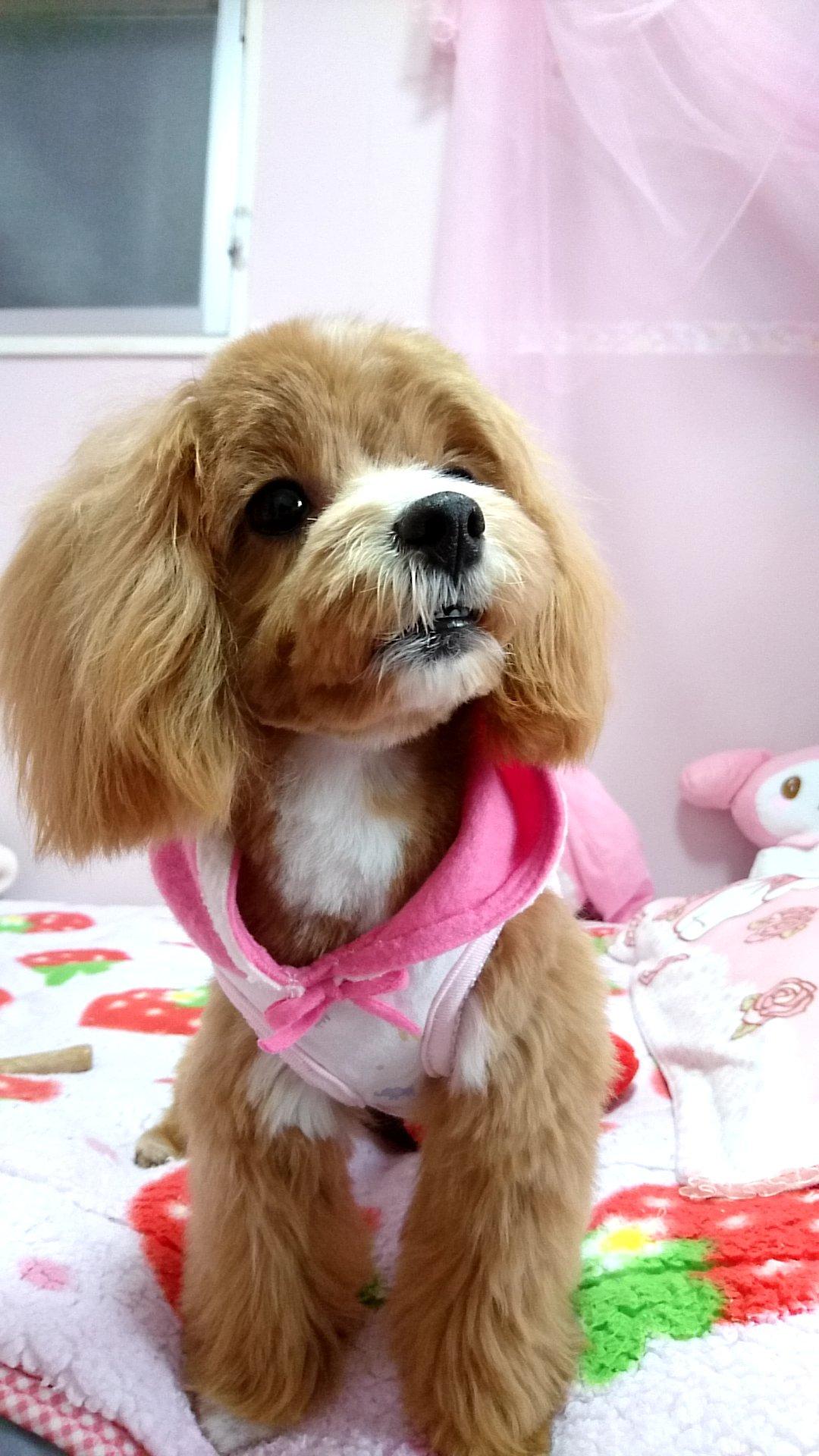 わんにゃんサイトの犬の写真