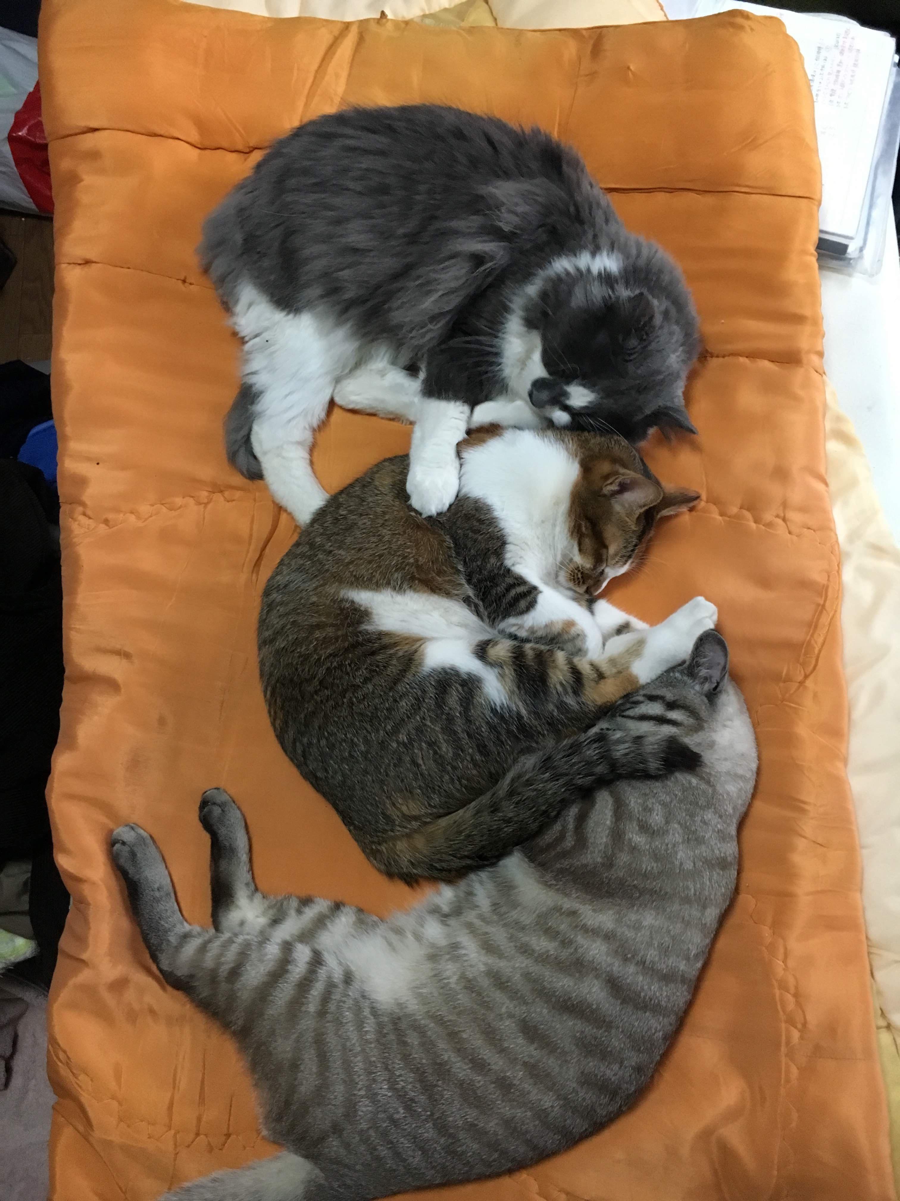 わんにゃんサイトの猫の写真