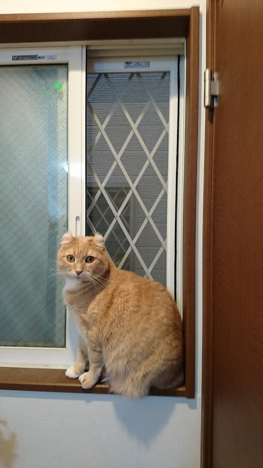 わんにゃんサイトの猫の写真