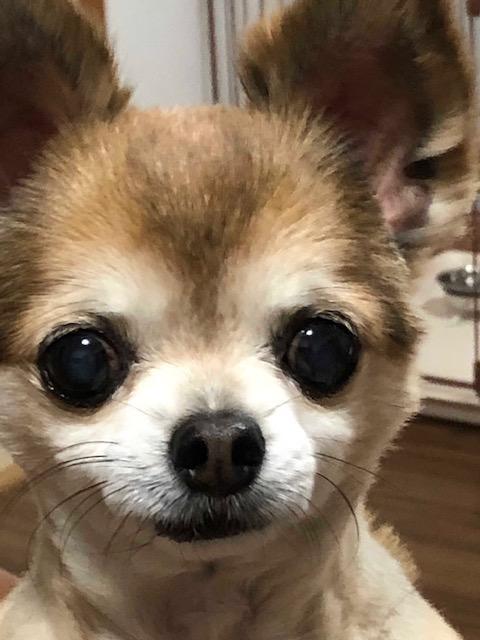 わんにゃんサイトの犬の写真