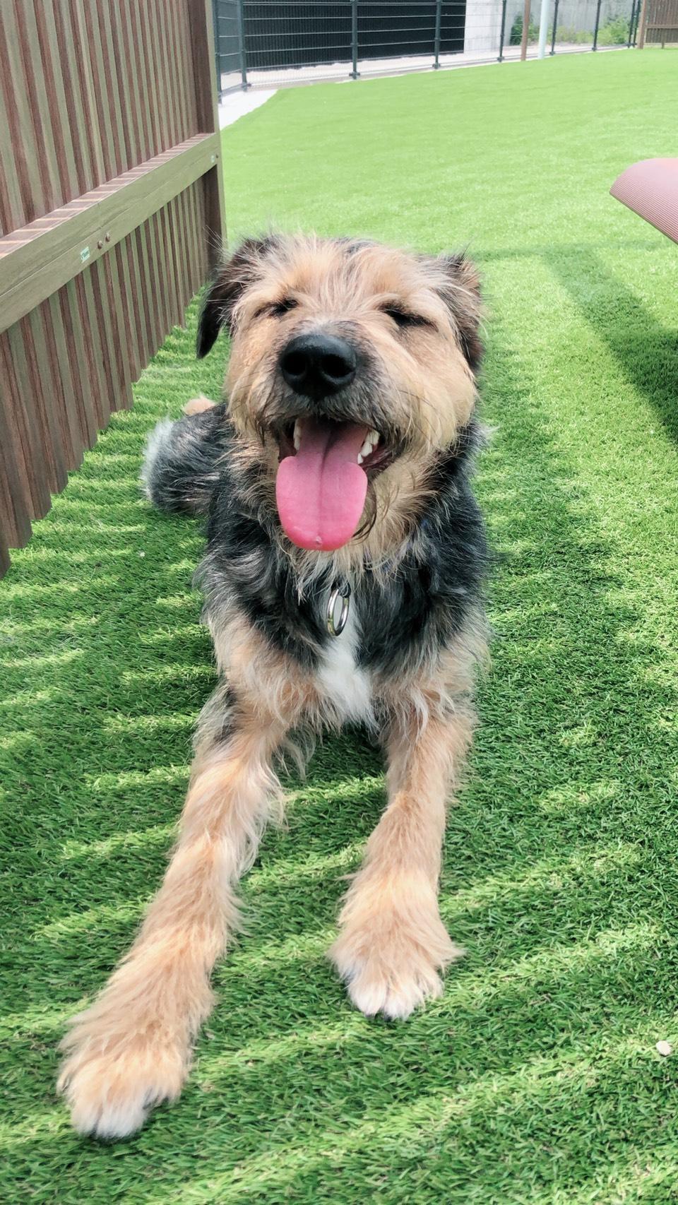 わんにゃんサイトの犬の写真